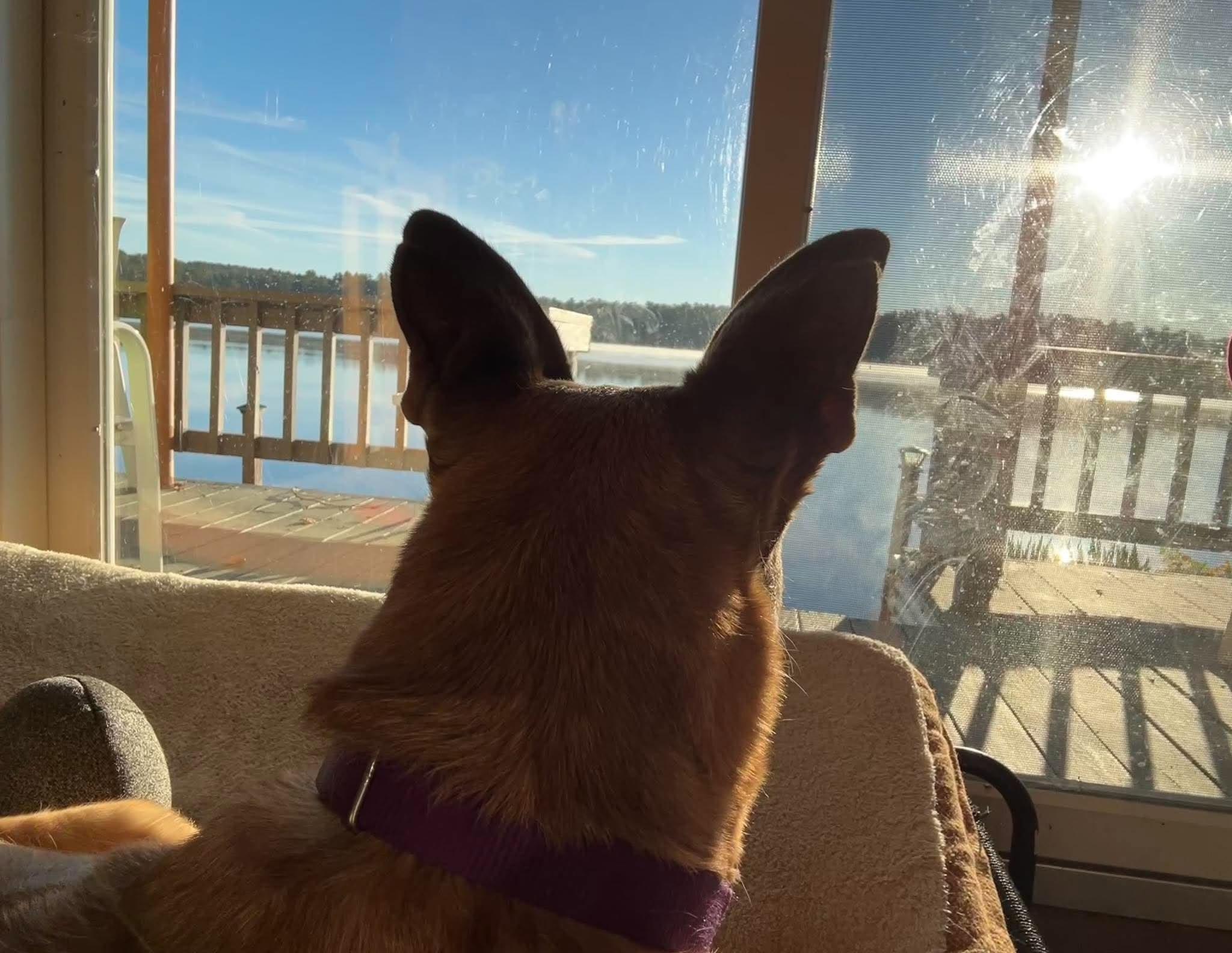 Enlarge Sahara, a Adoptable mixed breed in Brunswick, ME image 5/6
