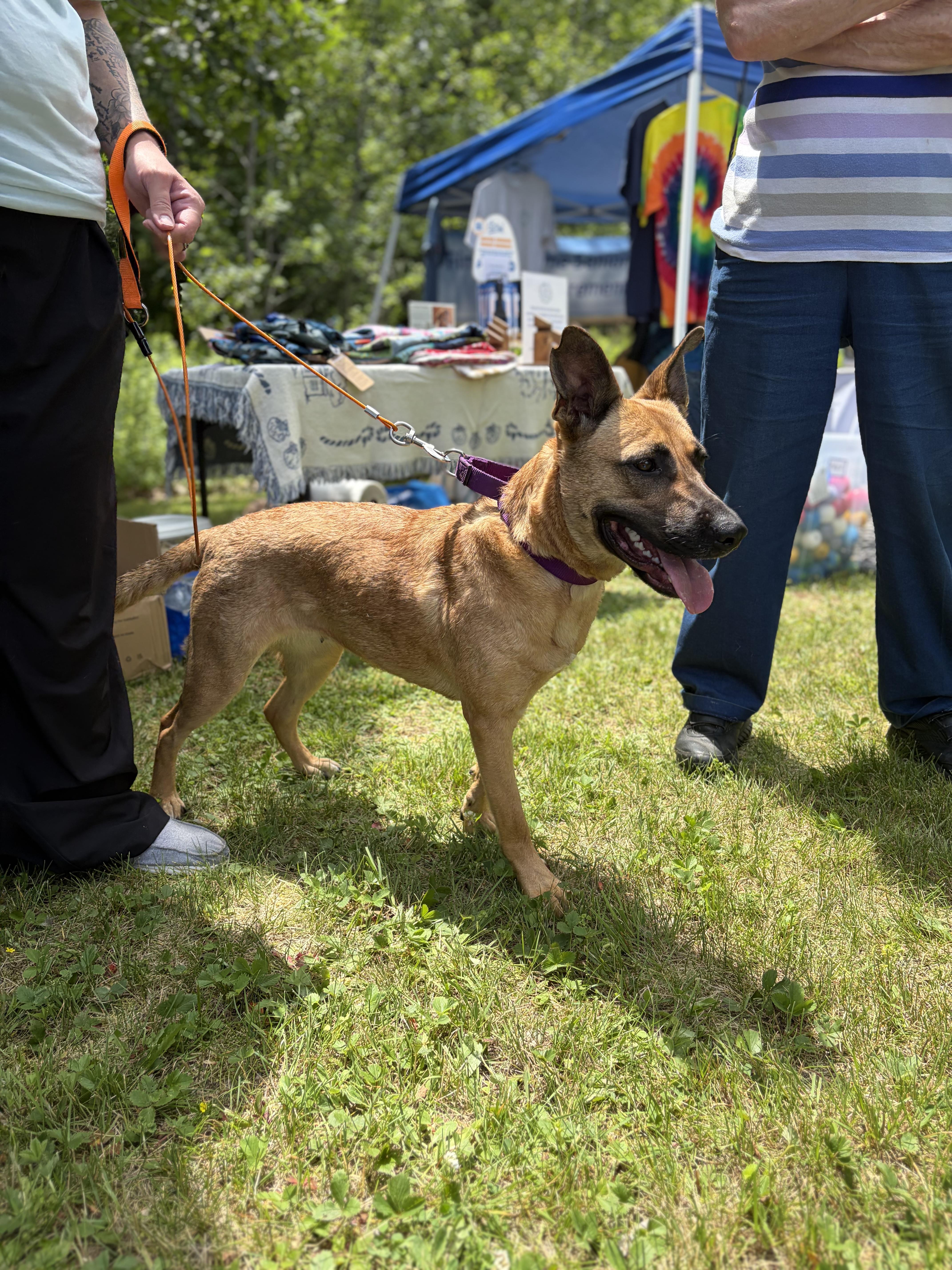 Enlarge Sahara, an adoptable mixed breed in Brunswick, ME image 5/6