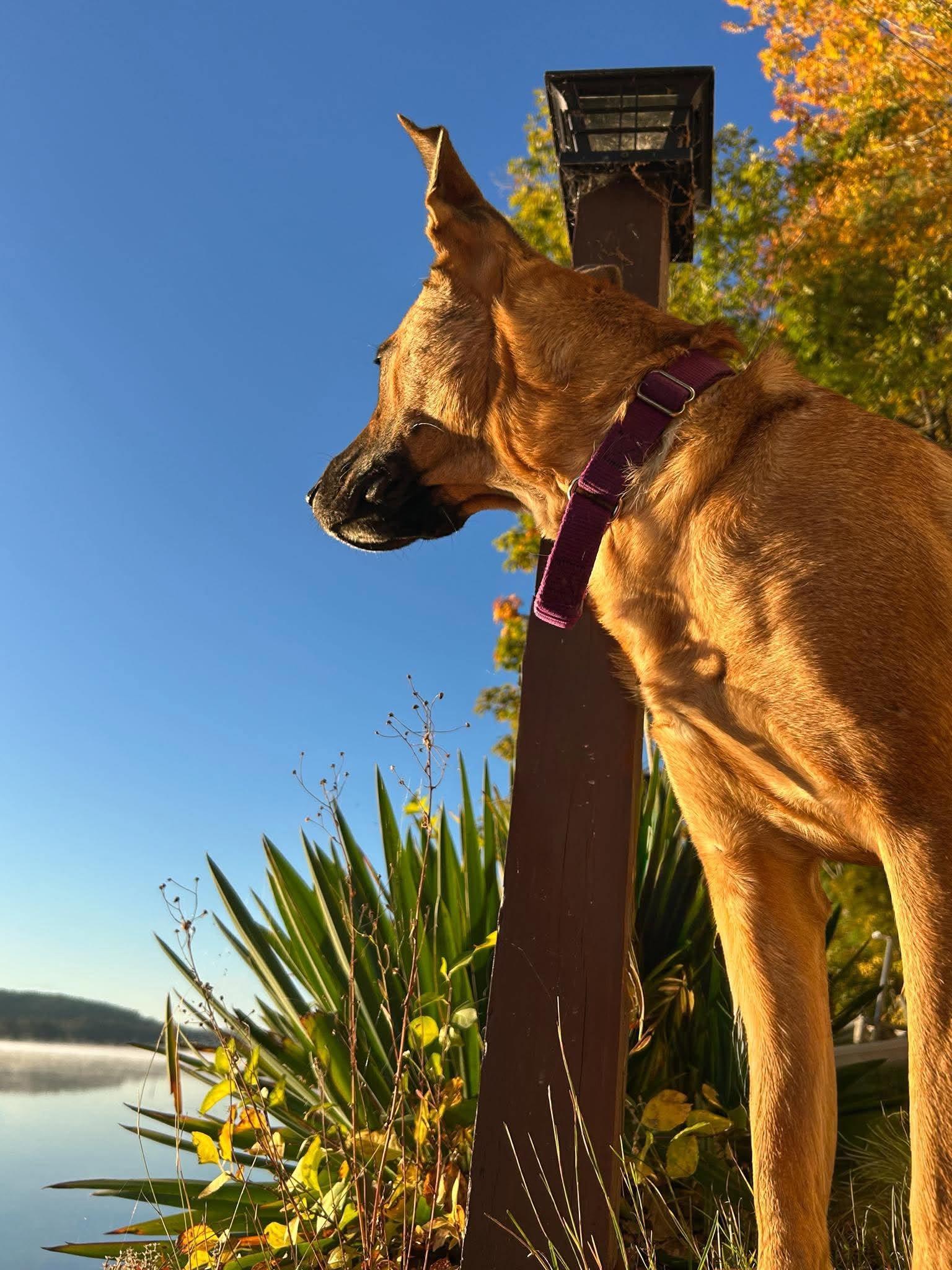 Enlarge Sahara, a Adoptable mixed breed in Brunswick, ME image 6/6