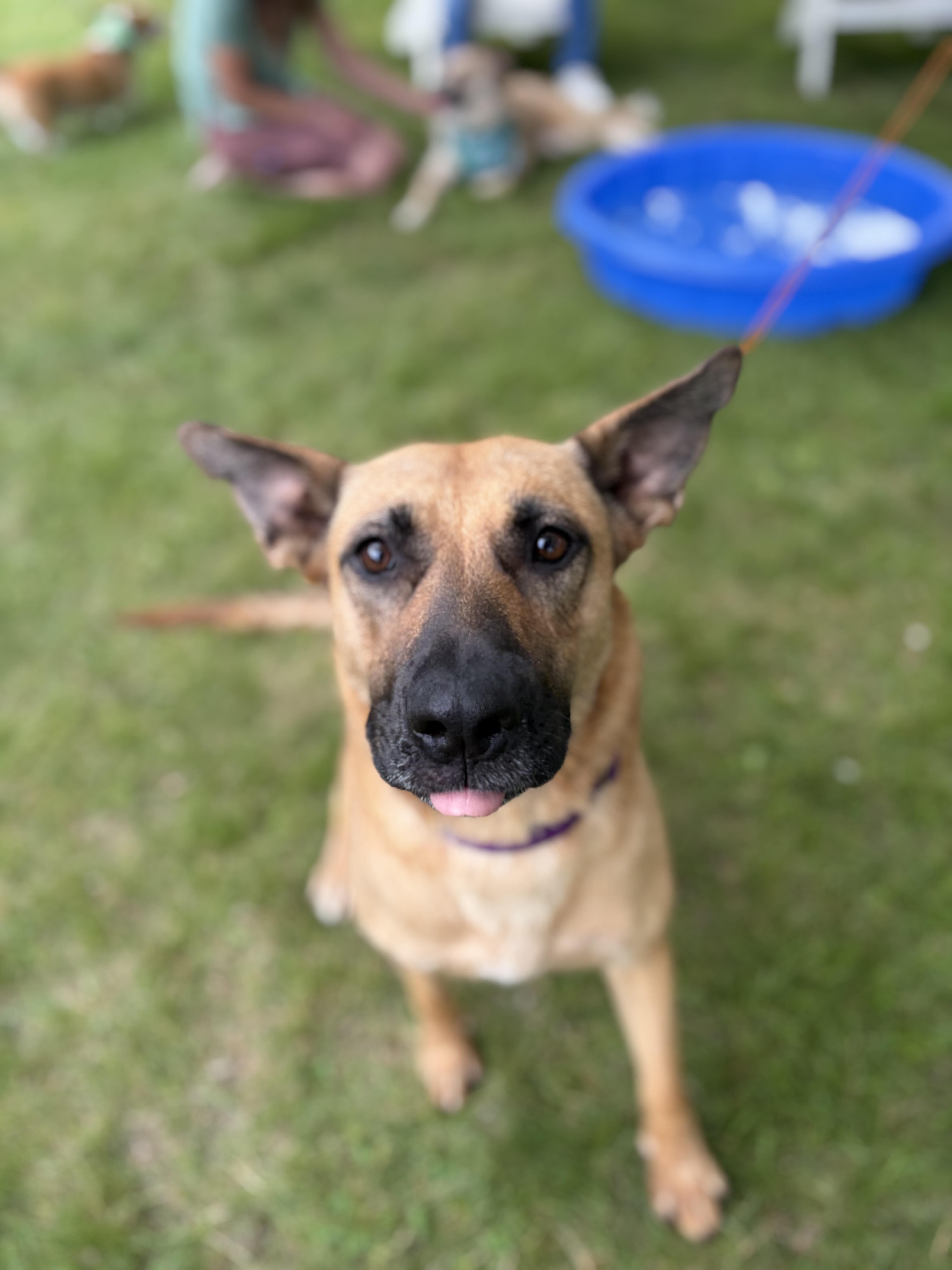 Enlarge Sahara, an adoptable mixed breed in Brunswick, ME image 3/6