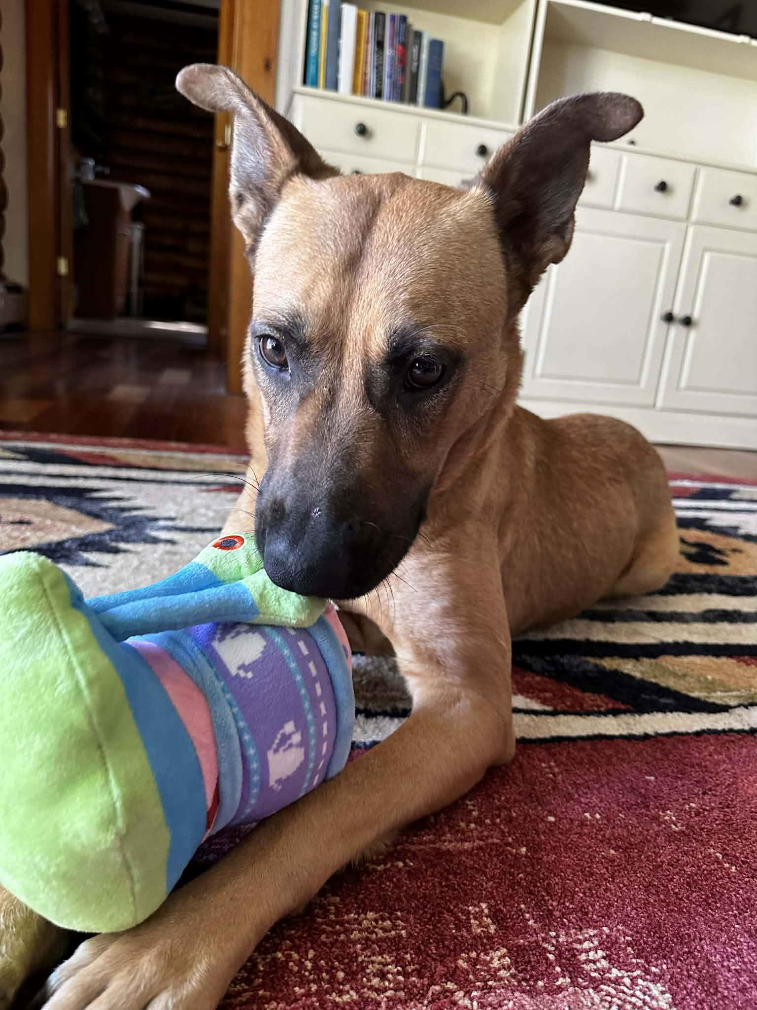 Sahara, a ADOPTABLE mixed breed in Brunswick, ME image 1/4