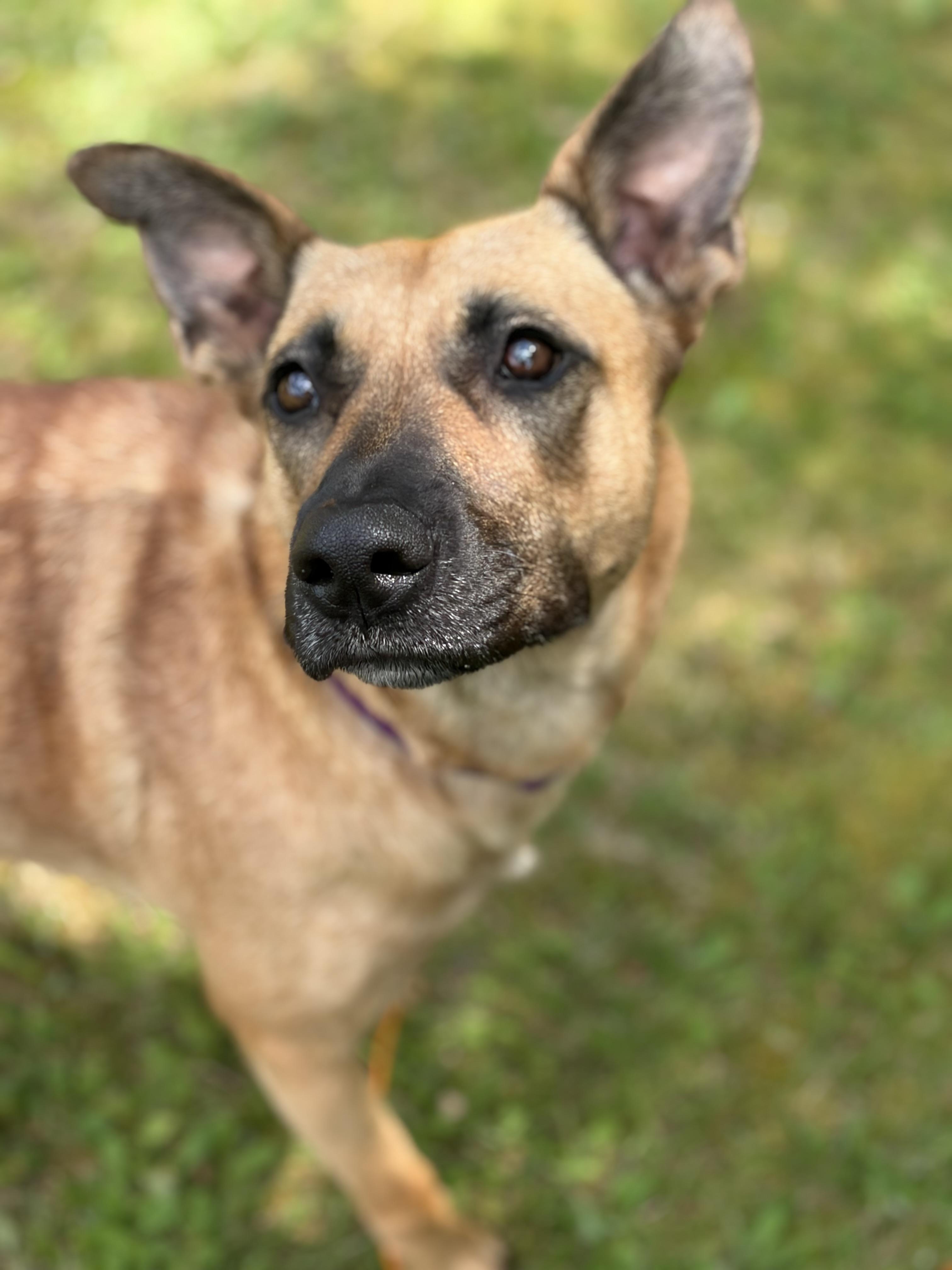 Enlarge Sahara, an adoptable mixed breed in Brunswick, ME image 2/6