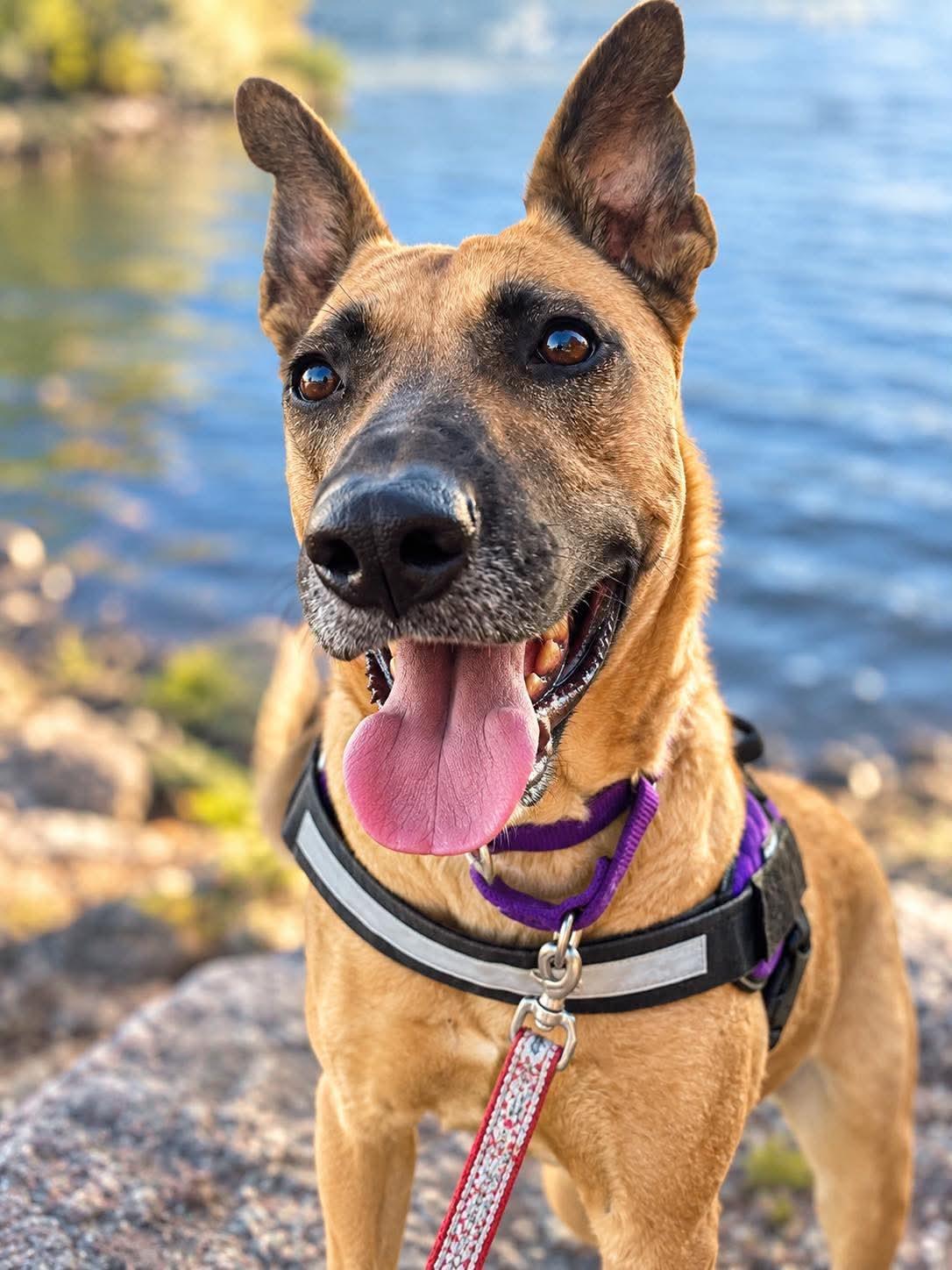 Enlarge Sahara, a Adoptable mixed breed in Brunswick, ME image 2/5