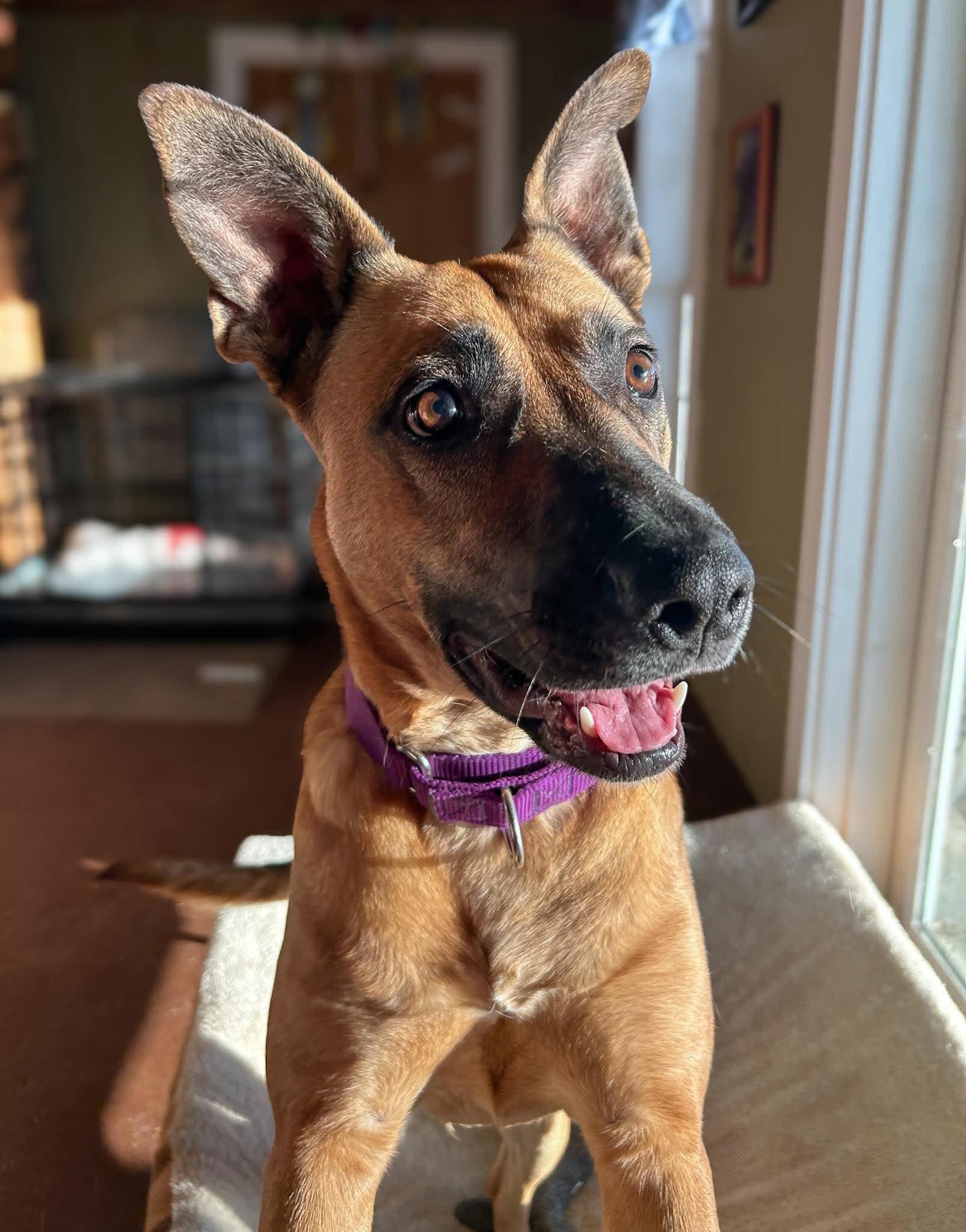 Enlarge Sahara, a Adoptable mixed breed in Brunswick, ME image 2/6