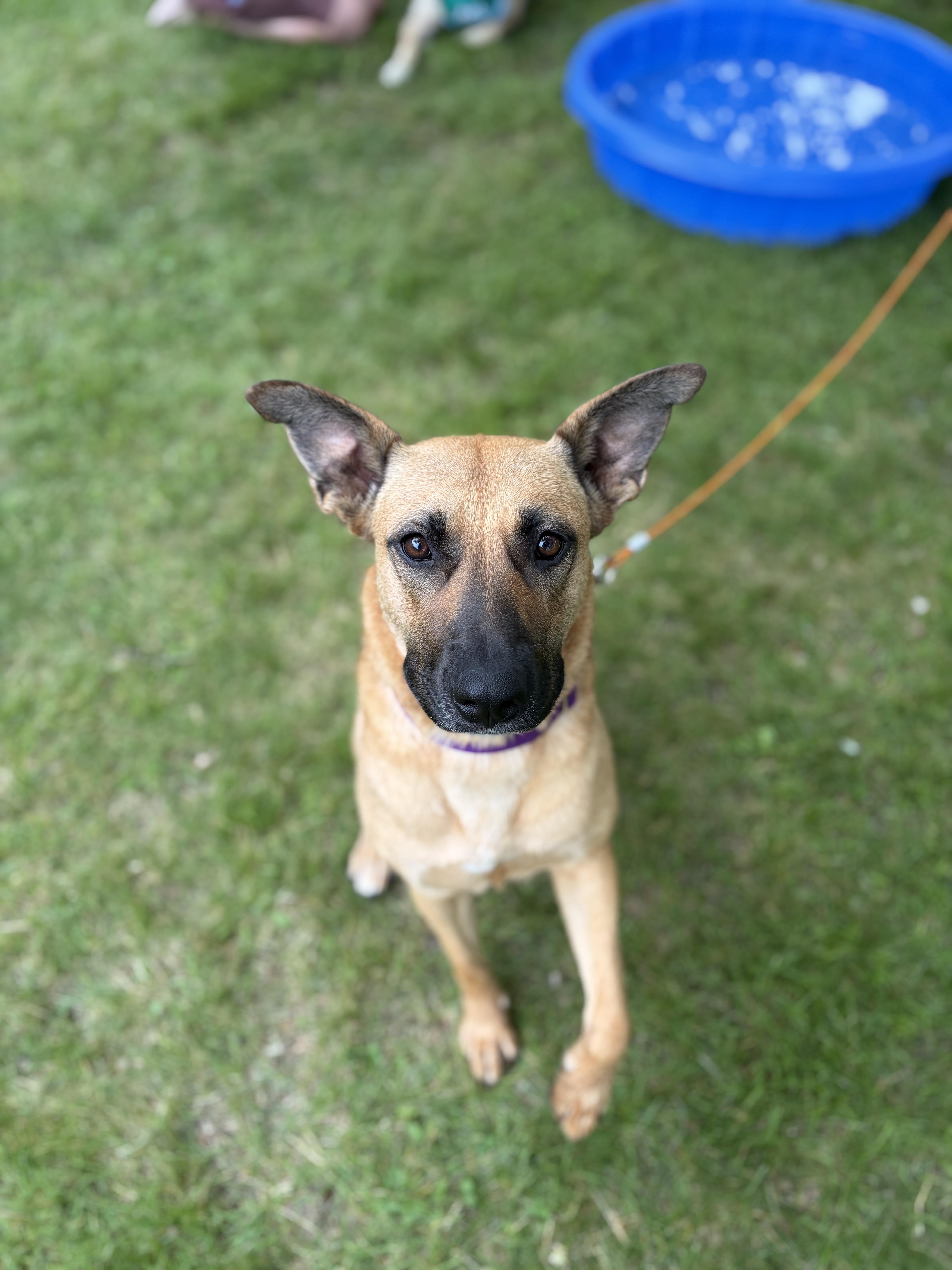 Enlarge Sahara, an adoptable mixed breed in Brunswick, ME image 4/6