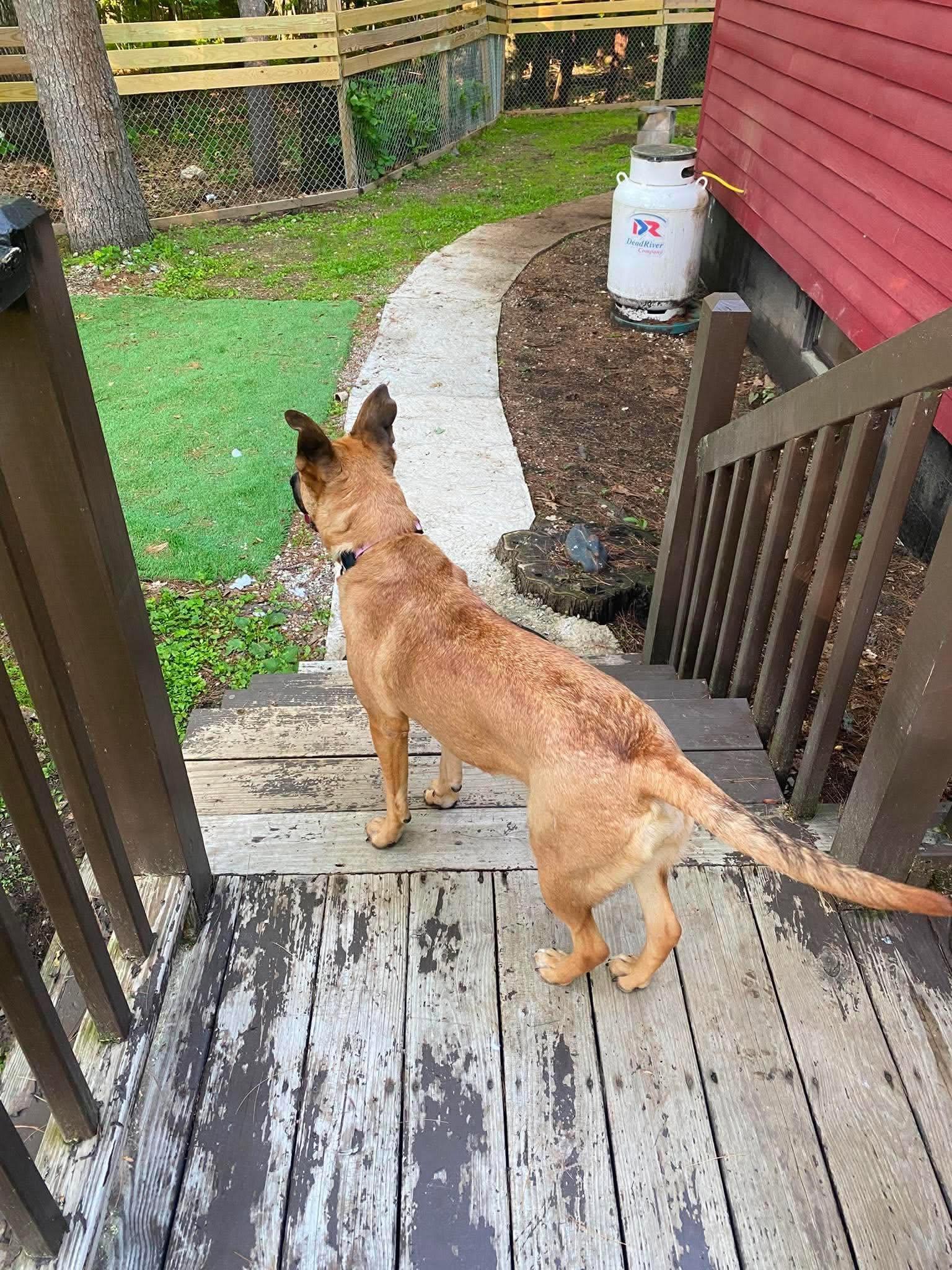 Enlarge Sahara, a ADOPTABLE mixed breed in Brunswick, ME image 4/5
