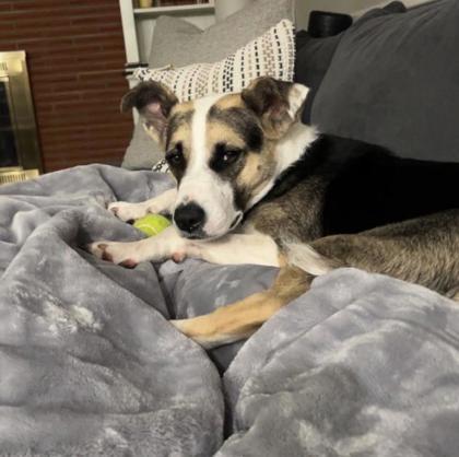 Calli, a Adoptable mixed breed in Merriam, KS image 1/3