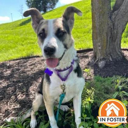 Calli, Adoptable, Adult Female Mixed Breed & Mixed Breed.
