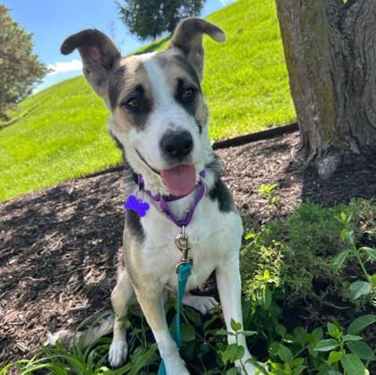 Enlarge Calli, a Adoptable mixed breed in Merriam, KS image 1/3