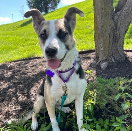 Enlarge Calli, a Adoptable mixed breed in Merriam, KS image 2/3