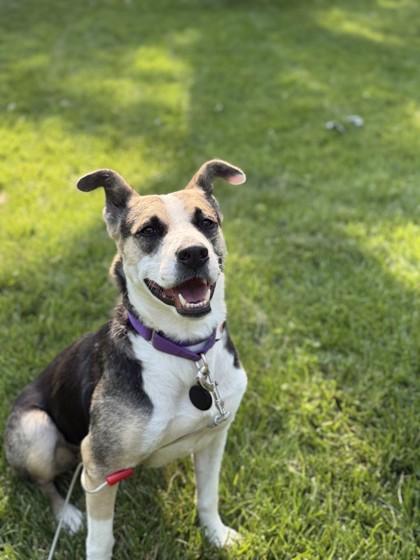 Calli, a Adoptable mixed breed in Merriam, KS image 2/3