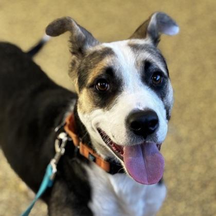 Enlarge Calli, a Adoptable mixed breed in Merriam, KS image 3/3