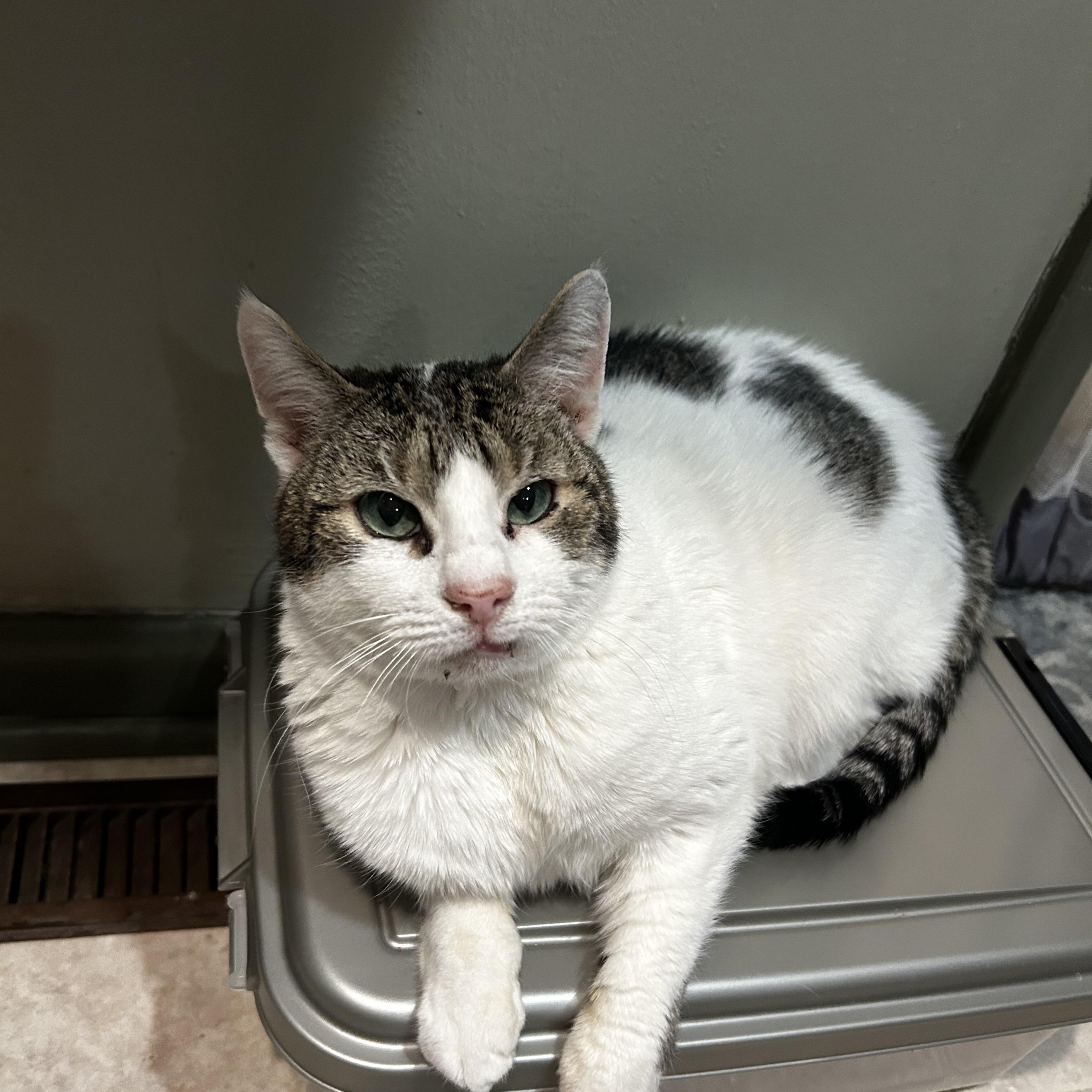 Ivy, Adoptable, Adult Female Domestic Short Hair.