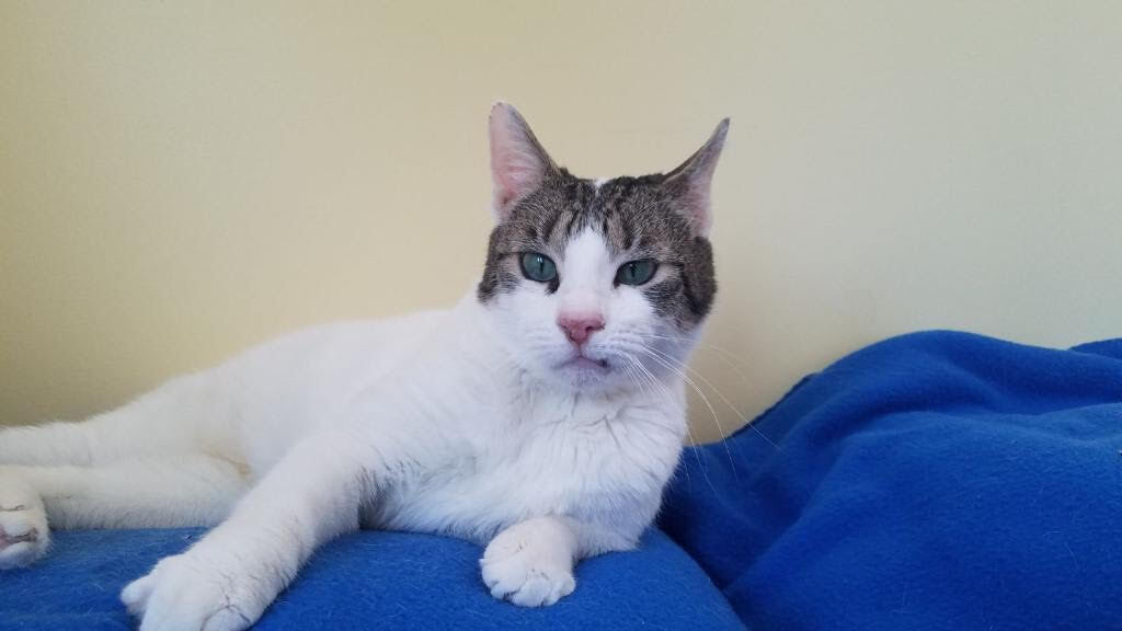 Enlarge Ivy, a Adoptable Domestic Short Hair in Warminster, PA image 1/10