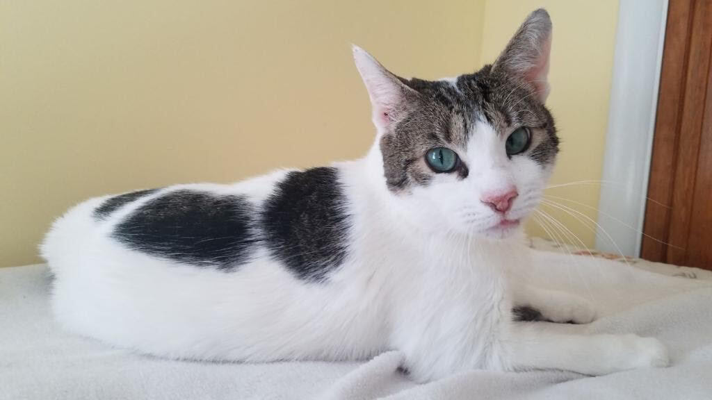 Enlarge Ivy, a Adoptable Domestic Short Hair in Warminster, PA image 2/10