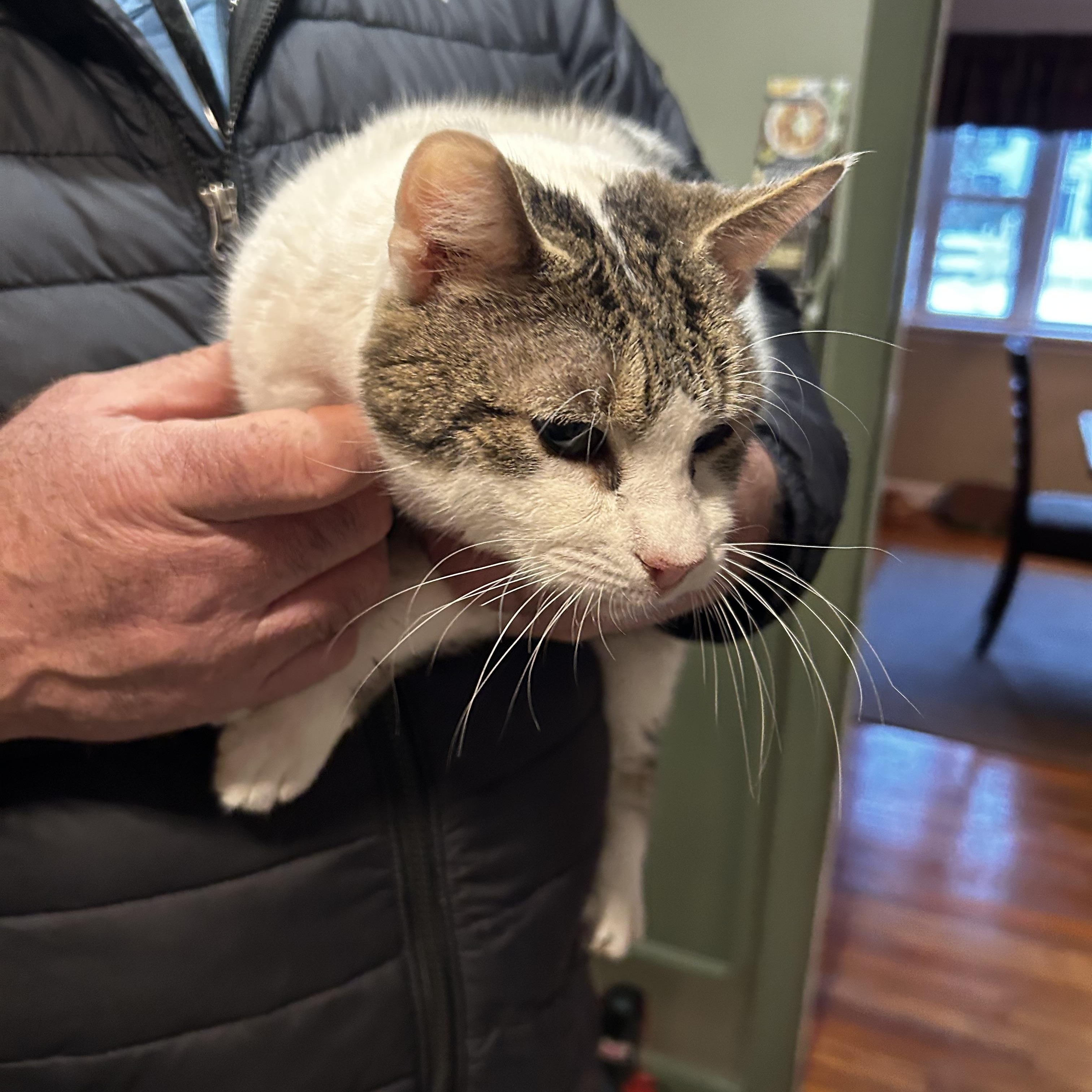 Enlarge Ivy, a Adoptable Domestic Short Hair in Warminster, PA image 4/5