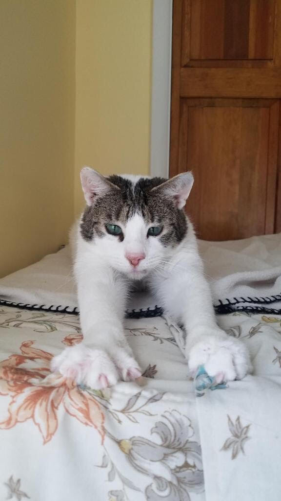 Enlarge Ivy, a Adoptable Domestic Short Hair in Warminster, PA image 3/10