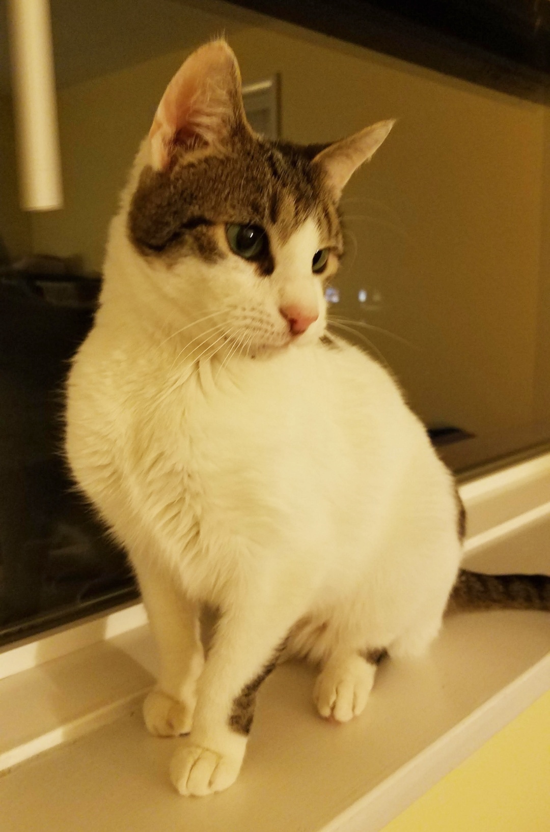 Enlarge Ivy, a Adoptable Domestic Short Hair in Warminster, PA image 4/10