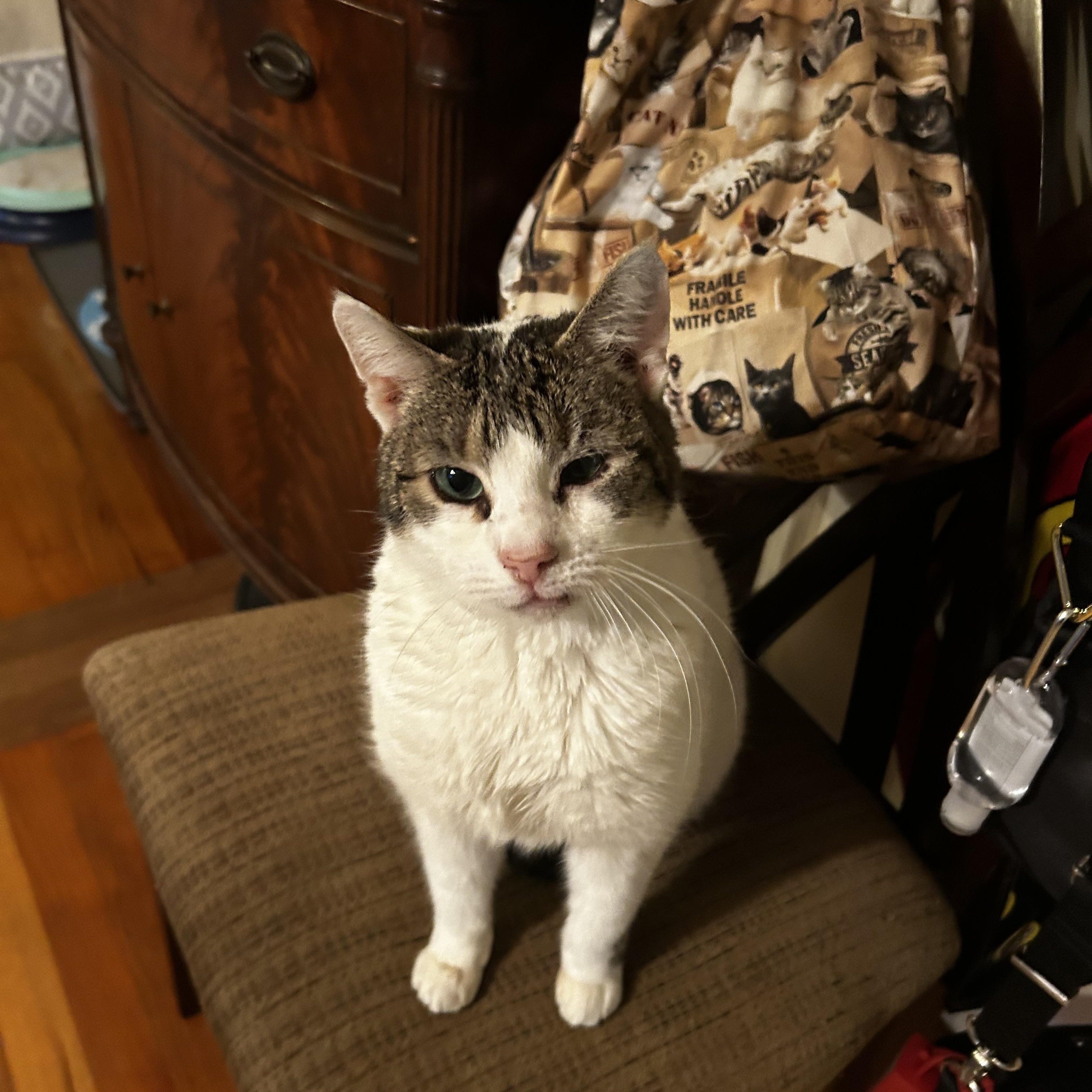 Enlarge Ivy, a Adoptable Domestic Short Hair in Warminster, PA image 3/5