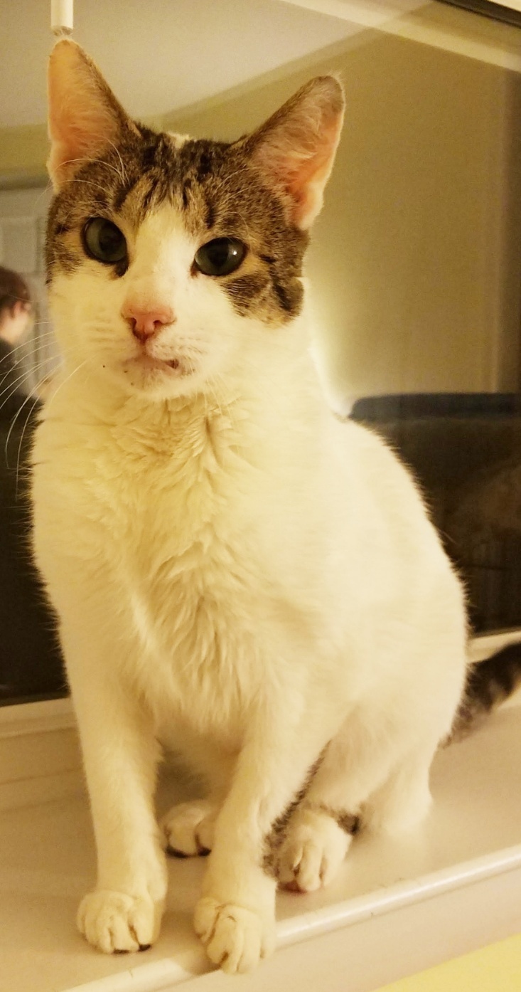 Enlarge Ivy, a Adoptable Domestic Short Hair in Warminster, PA image 5/10