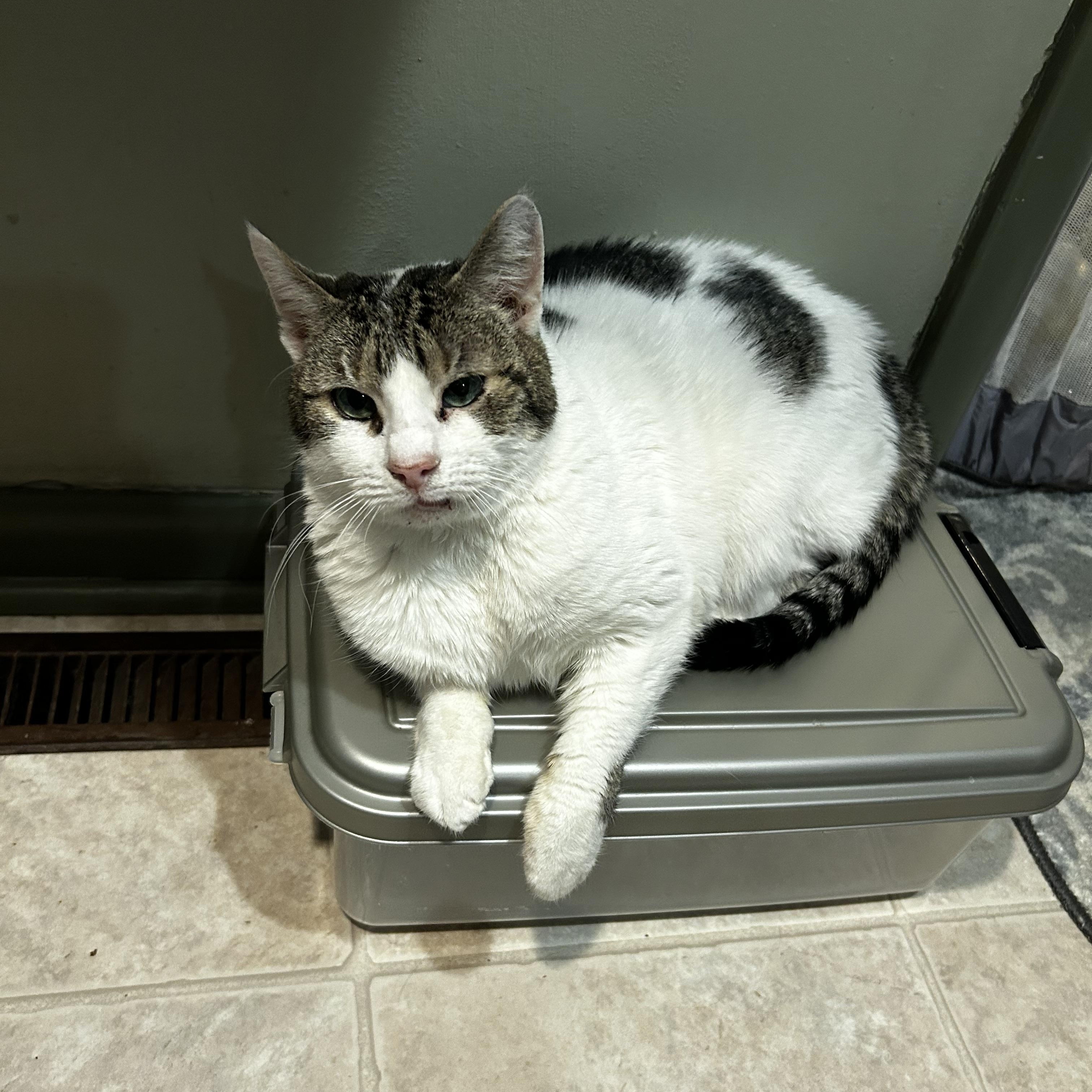 Enlarge Ivy, a Adoptable Domestic Short Hair in Warminster, PA image 5/5