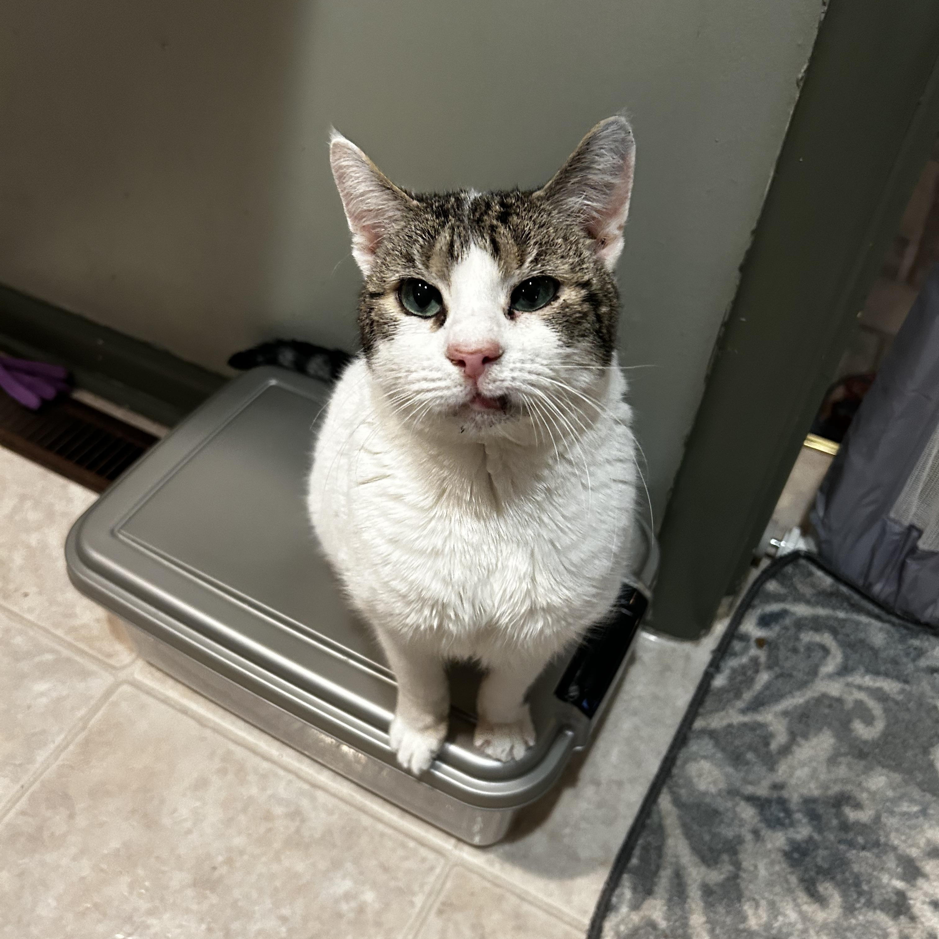 Enlarge Ivy, a Adoptable Domestic Short Hair in Warminster, PA image 2/5