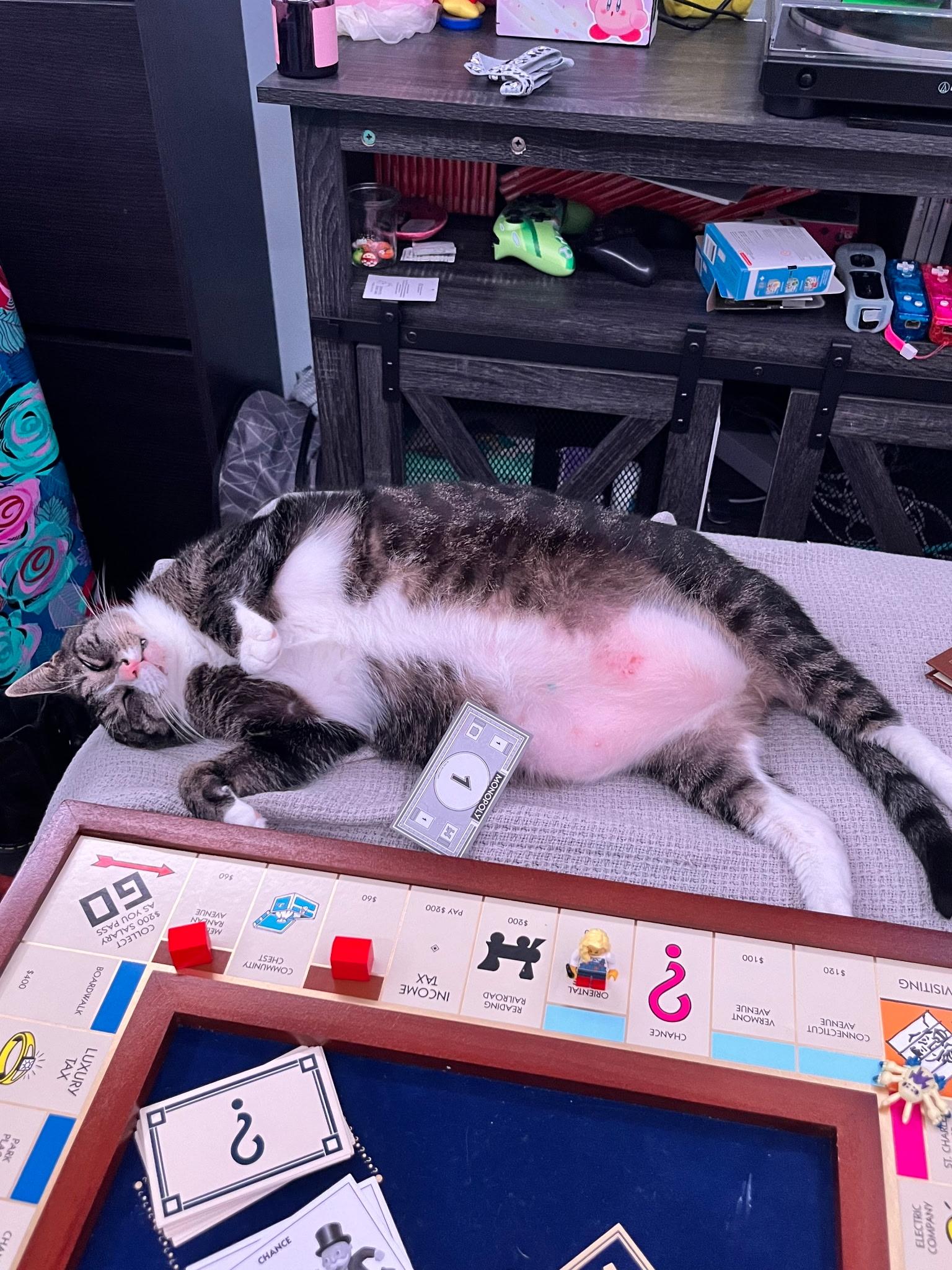 Kirk, a Adoptable Domestic Short Hair in Lake Worth, FL image 2/6