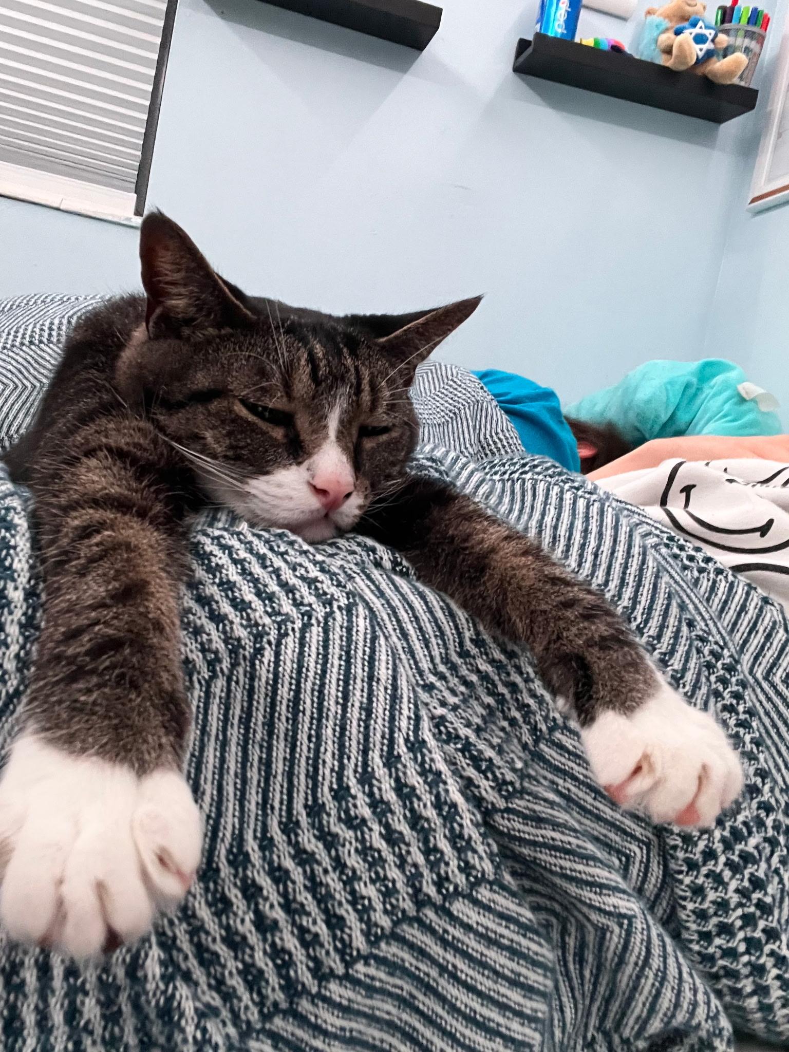 Kirk, a Adoptable Domestic Short Hair in Lake Worth, FL image 3/6