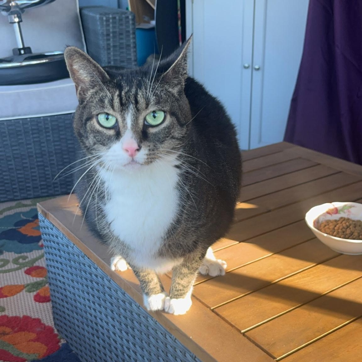 Kirk, Adoptable, Adult Male Domestic Short Hair.