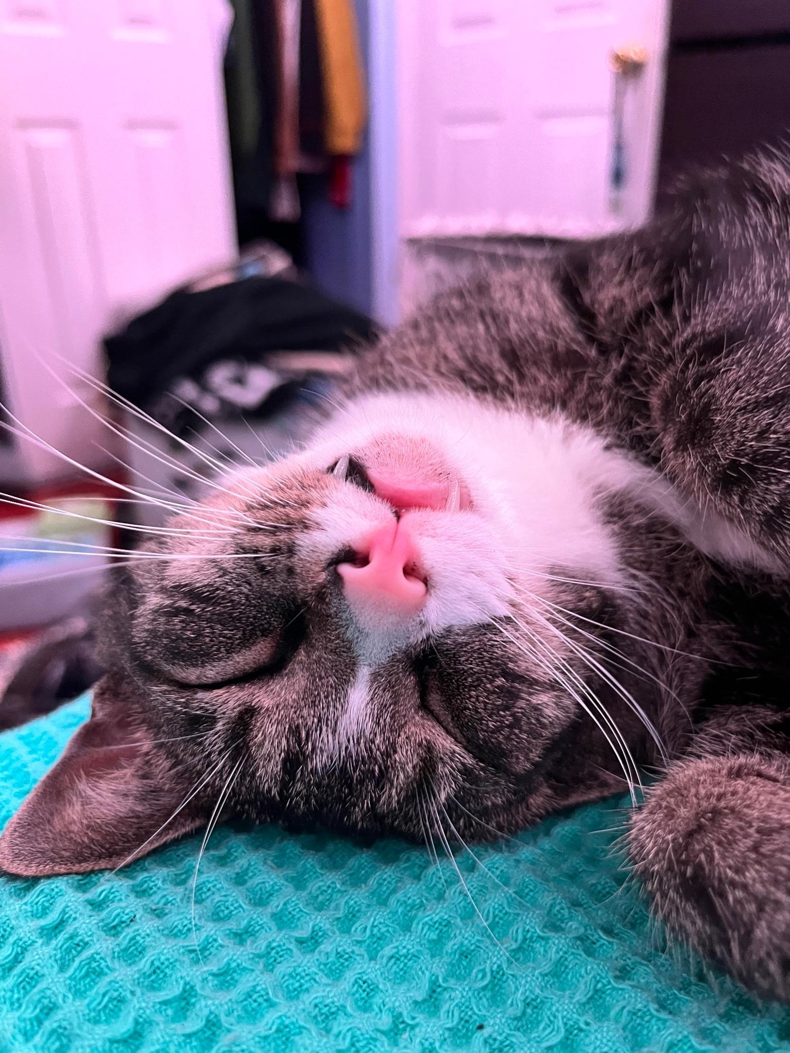 Kirk, a Adoptable Domestic Short Hair in Lake Worth, FL image 4/6