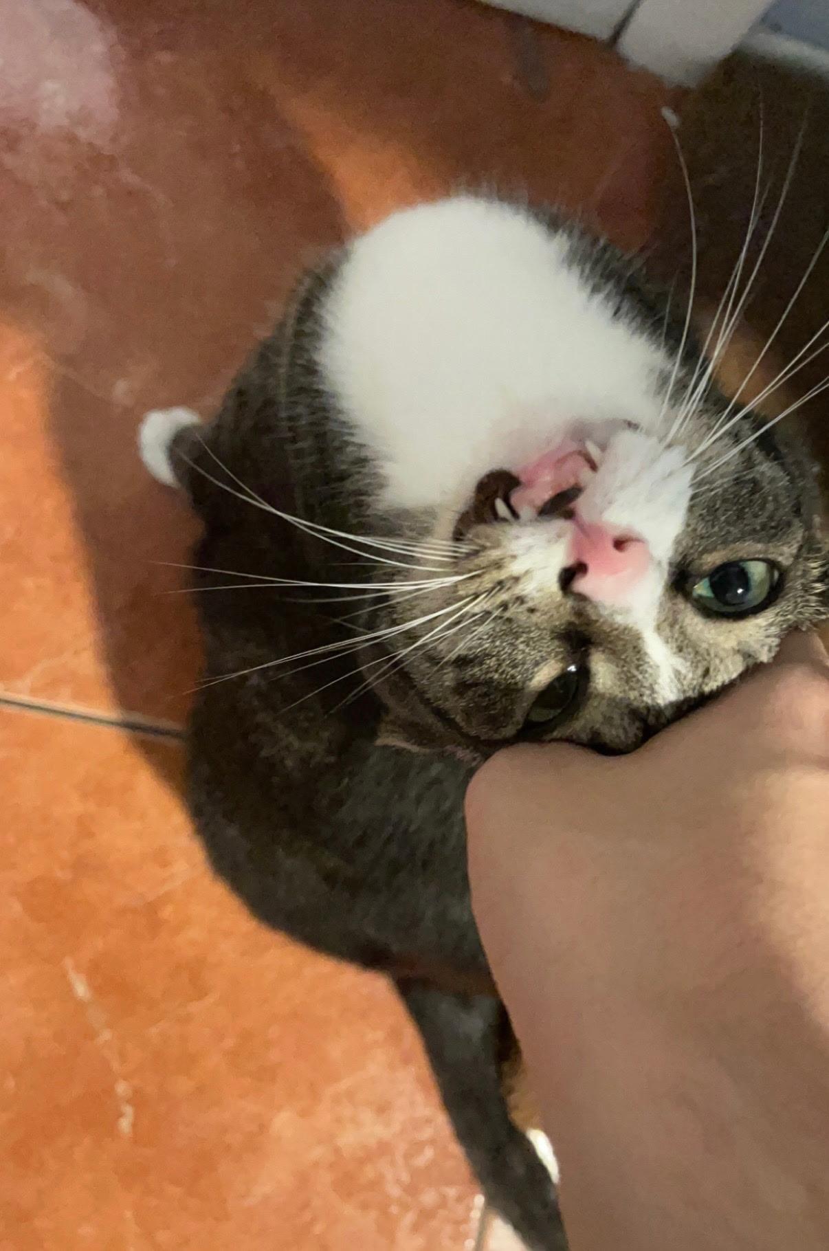 Kirk, a Adoptable Domestic Short Hair in Lake Worth, FL image 5/6