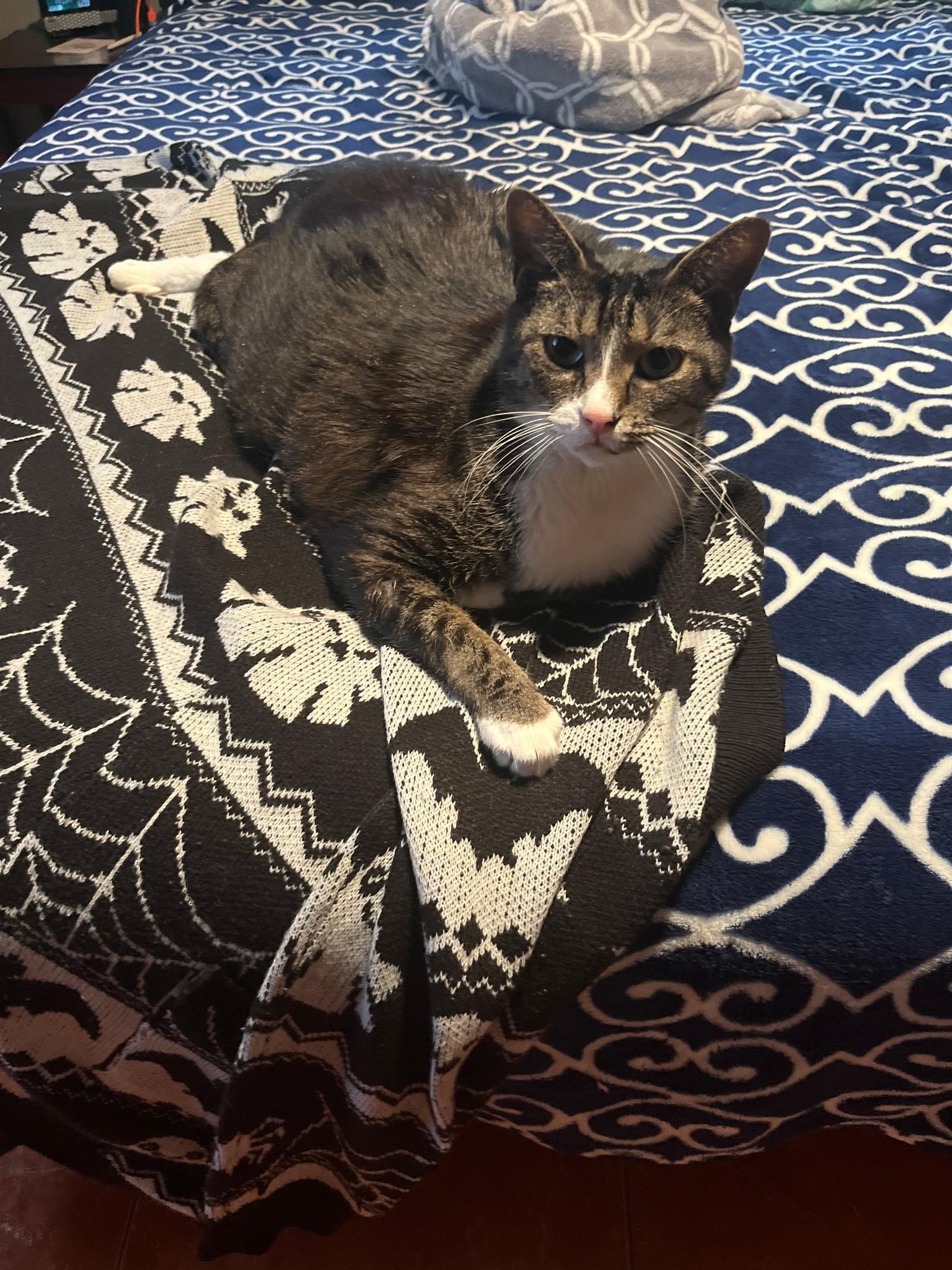 Kirk, a Adoptable Domestic Short Hair in Lake Worth, FL image 6/6