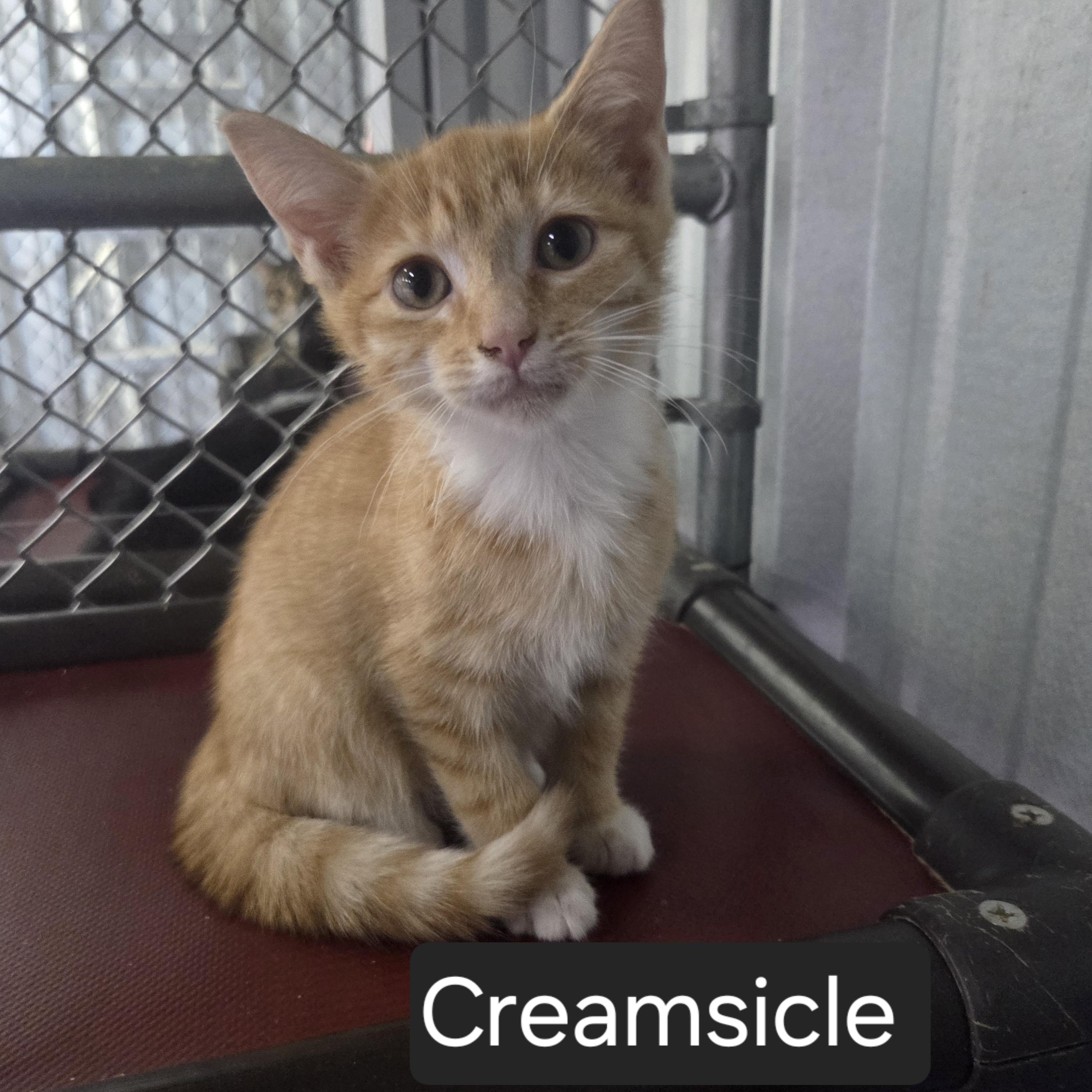 Enlarge Creamsicle, a Adopted Domestic Short Hair in SNOW HILL, NC image 1/1