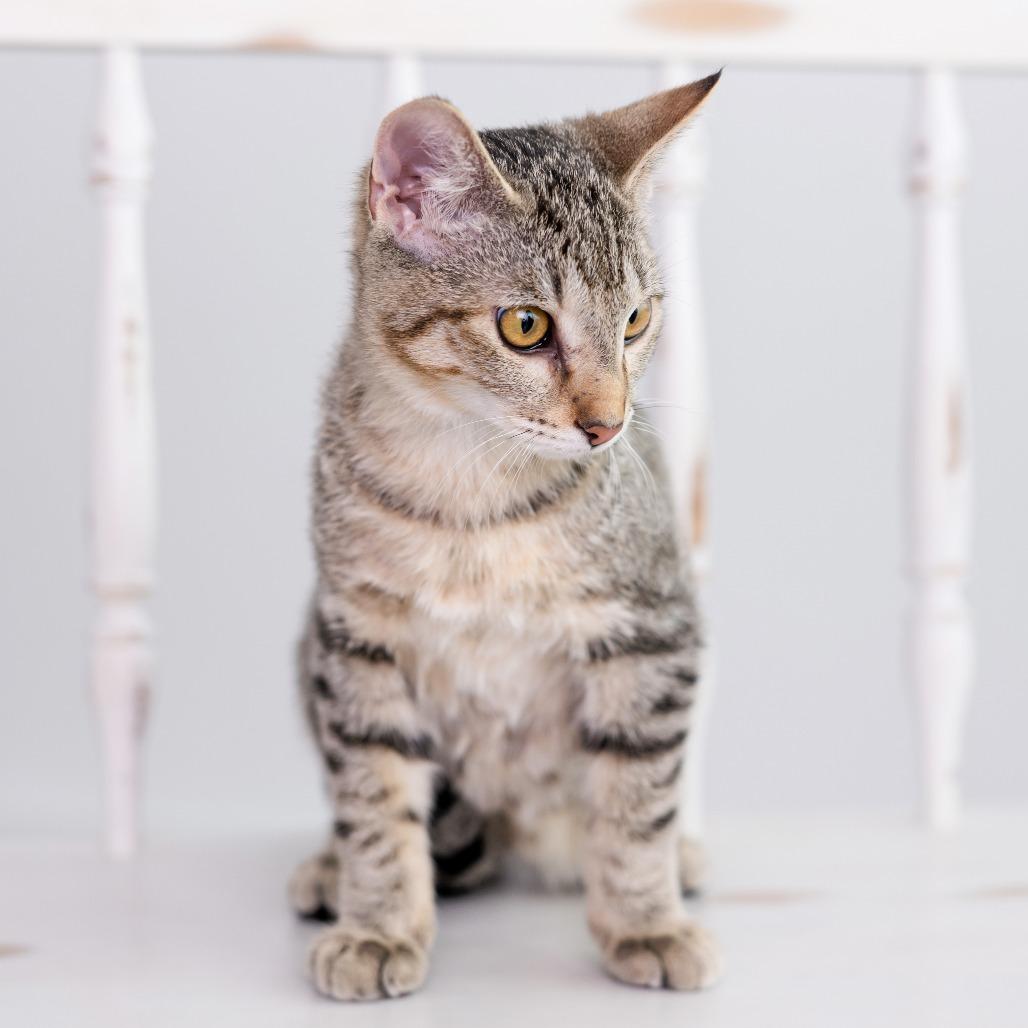 Enlarge Sushi, a Adoptable Domestic Short Hair in Huntsville, AL image 1/3