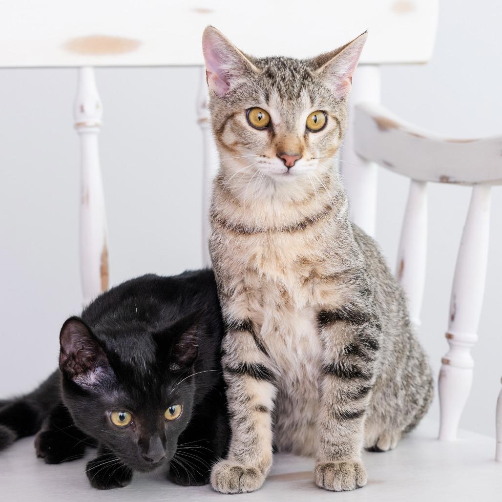 Enlarge Sushi, a Adoptable Domestic Short Hair in Huntsville, AL image 2/3