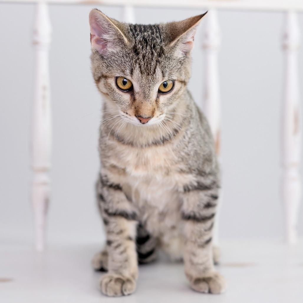 Enlarge Sushi, a Adoptable Domestic Short Hair in Huntsville, AL image 3/3