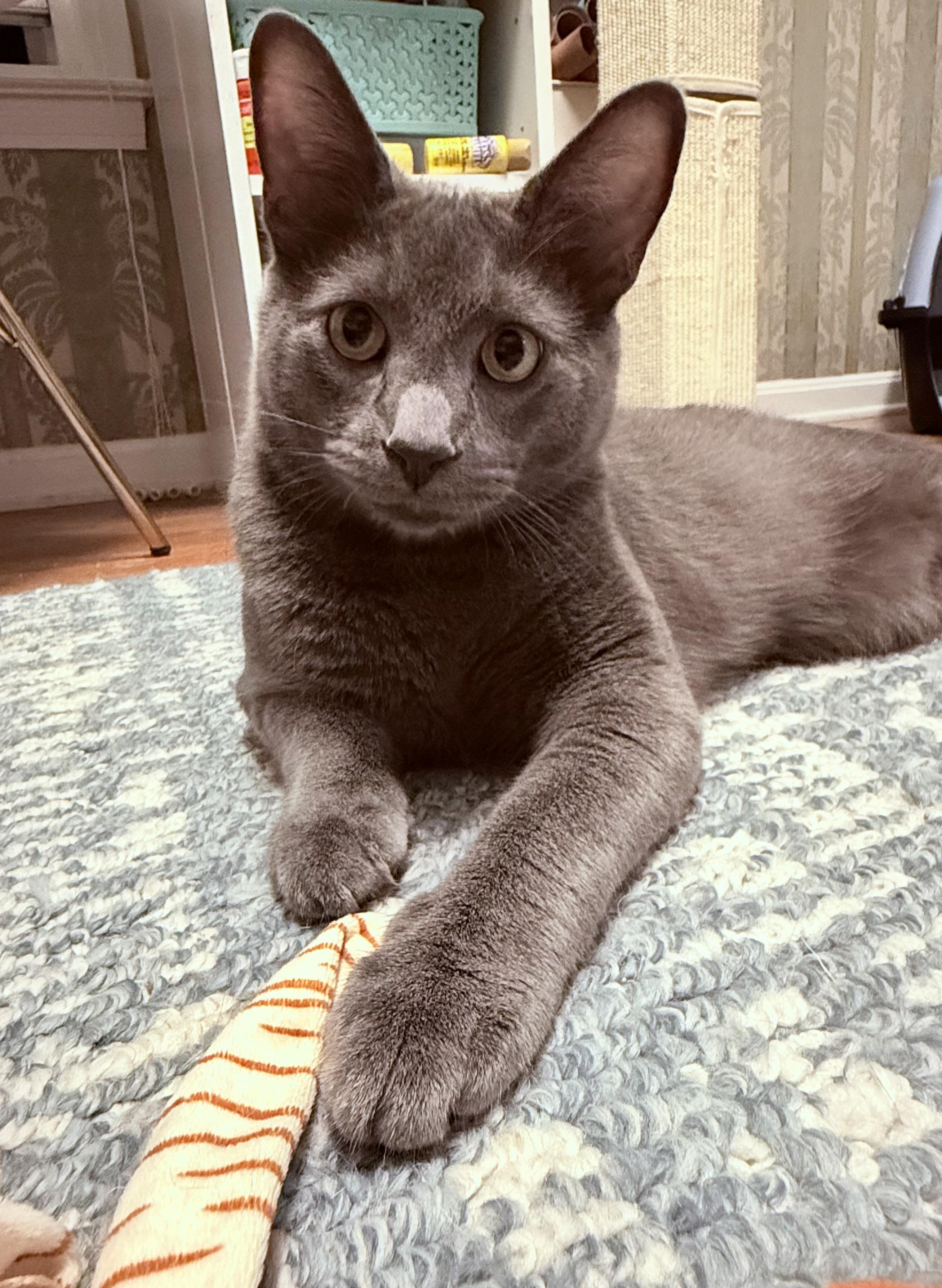 Frankie (Bonded pair with brother Sprout), a Adoptable Domestic Short Hair in South Euclid, OH image 1/5