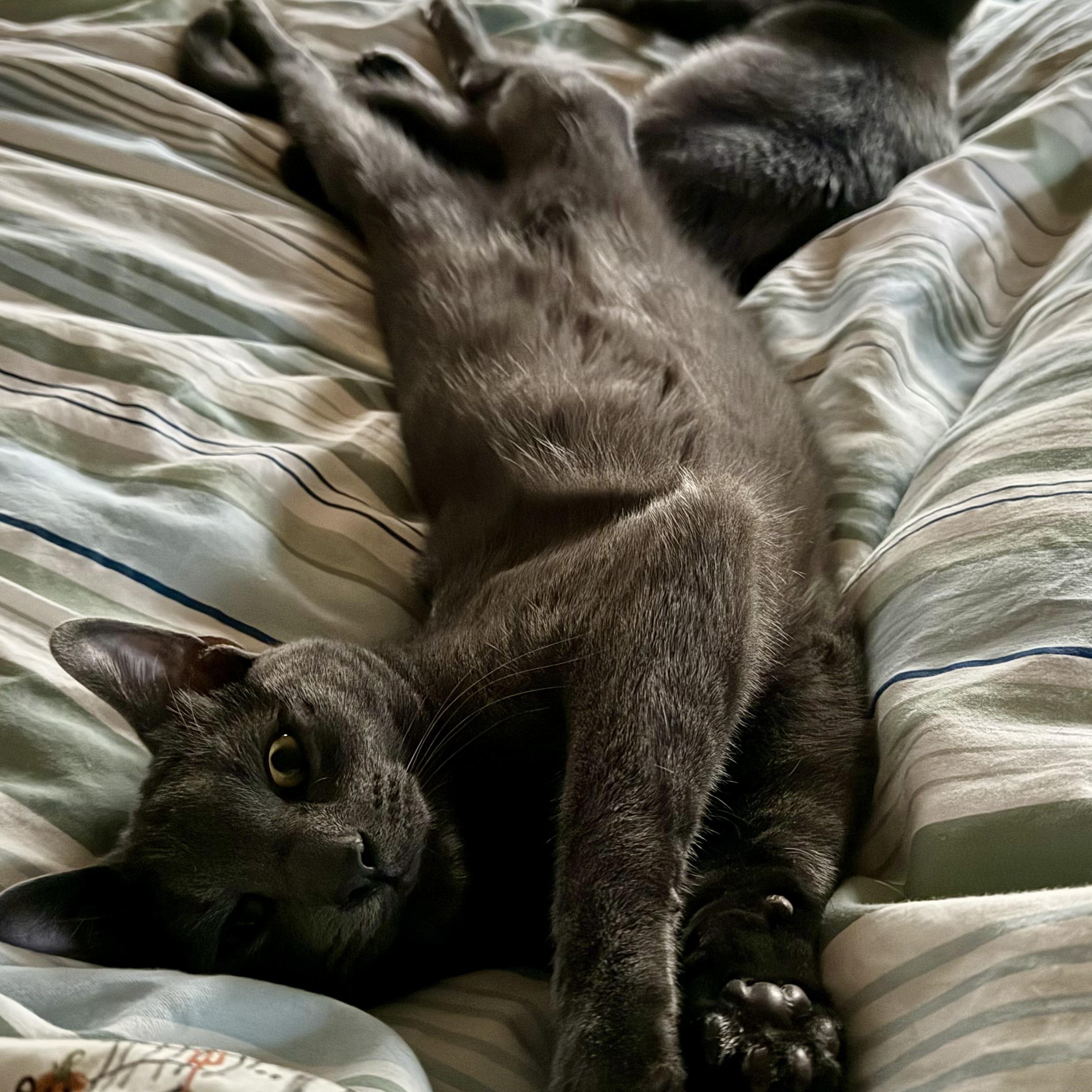 Frankie (Bonded pair with brother Sprout), a Adoptable Domestic Short Hair in South Euclid, OH image 3/5