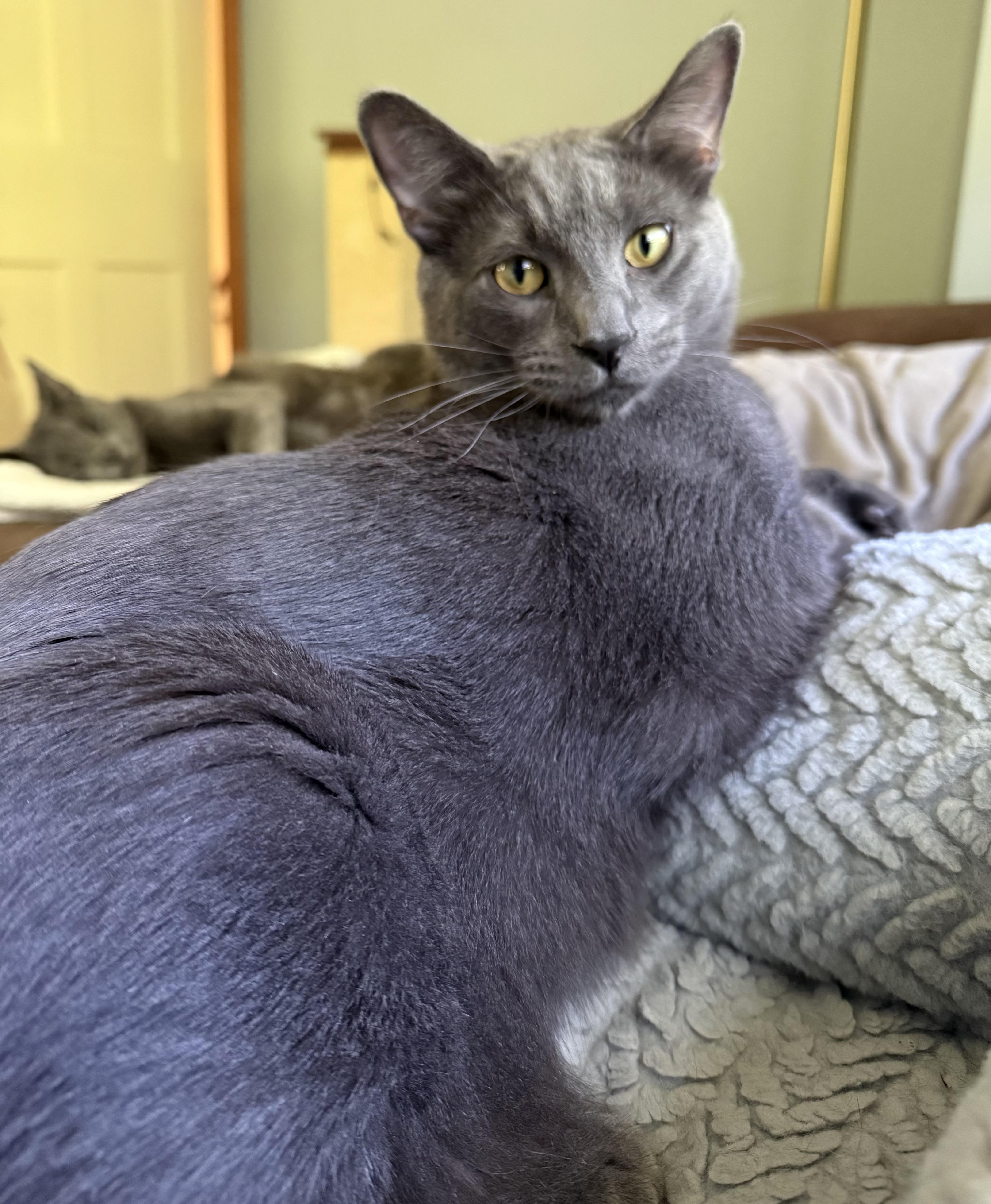 Frankie (Bonded pair with brother Sprout), a Adoptable Domestic Short Hair in South Euclid, OH image 2/6