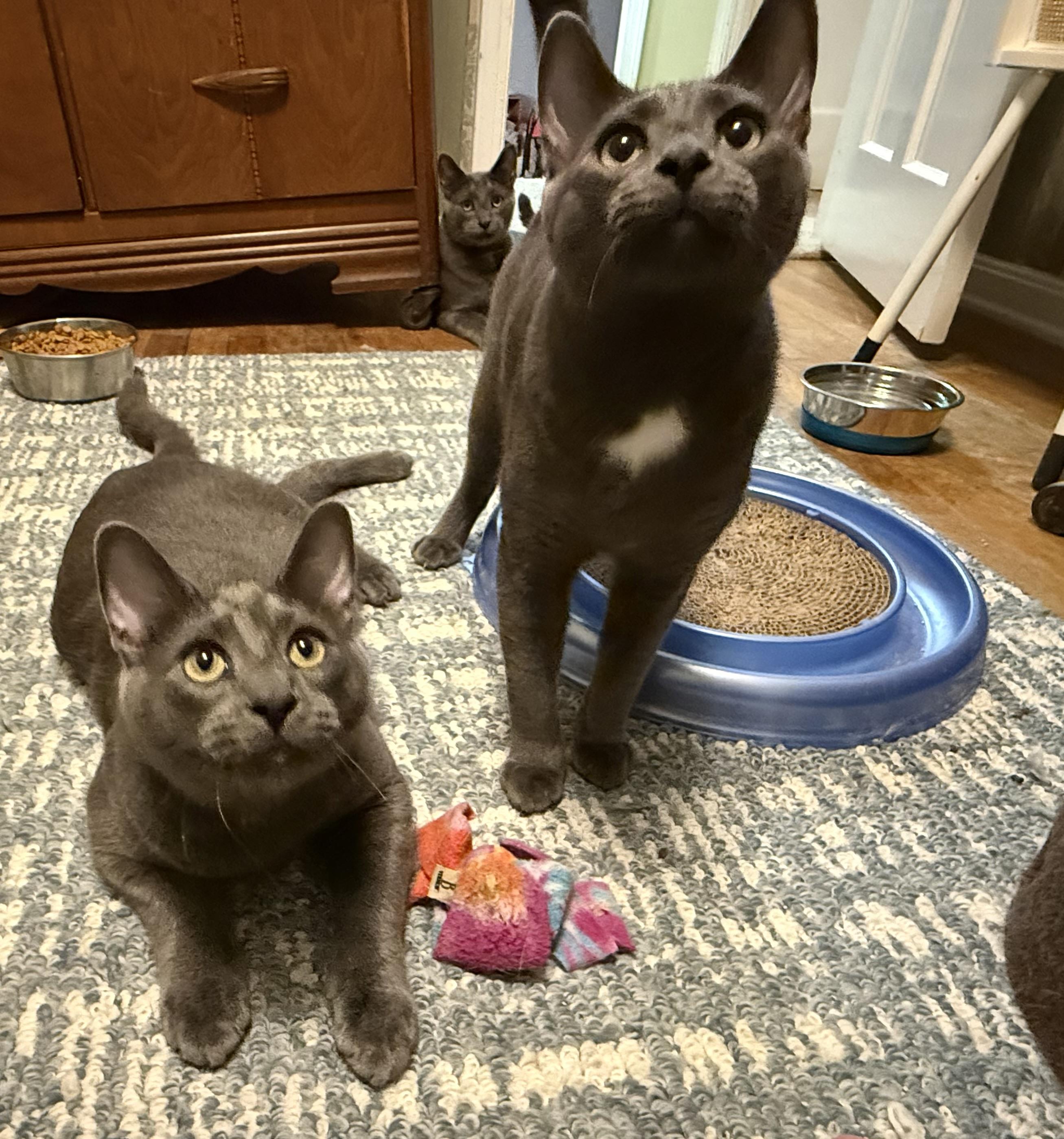 Frankie (Bonded pair with brother Sprout), a Adoptable Domestic Short Hair in South Euclid, OH image 2/5