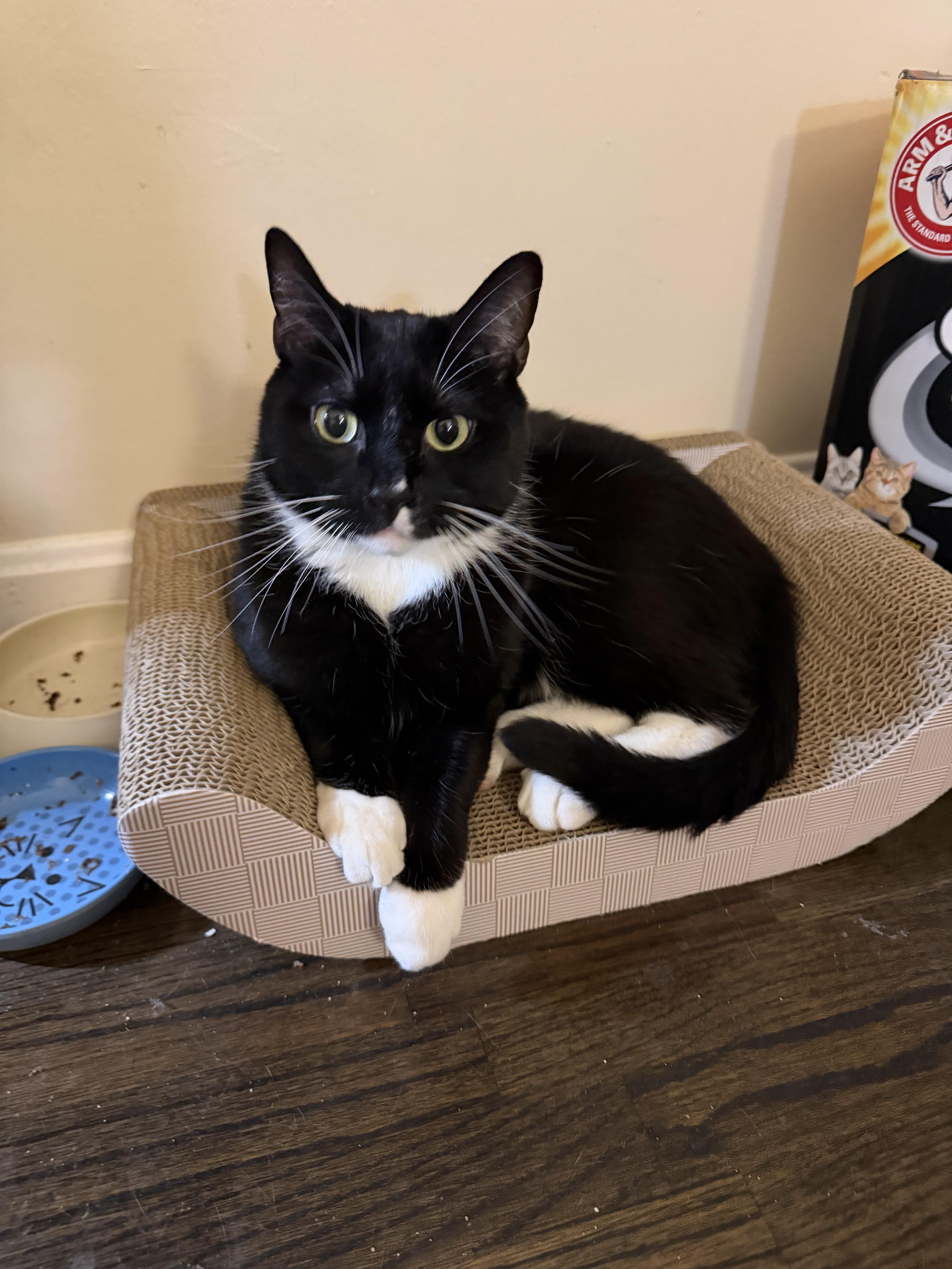 Thomas, ADOPTABLE, Young Male Tuxedo.