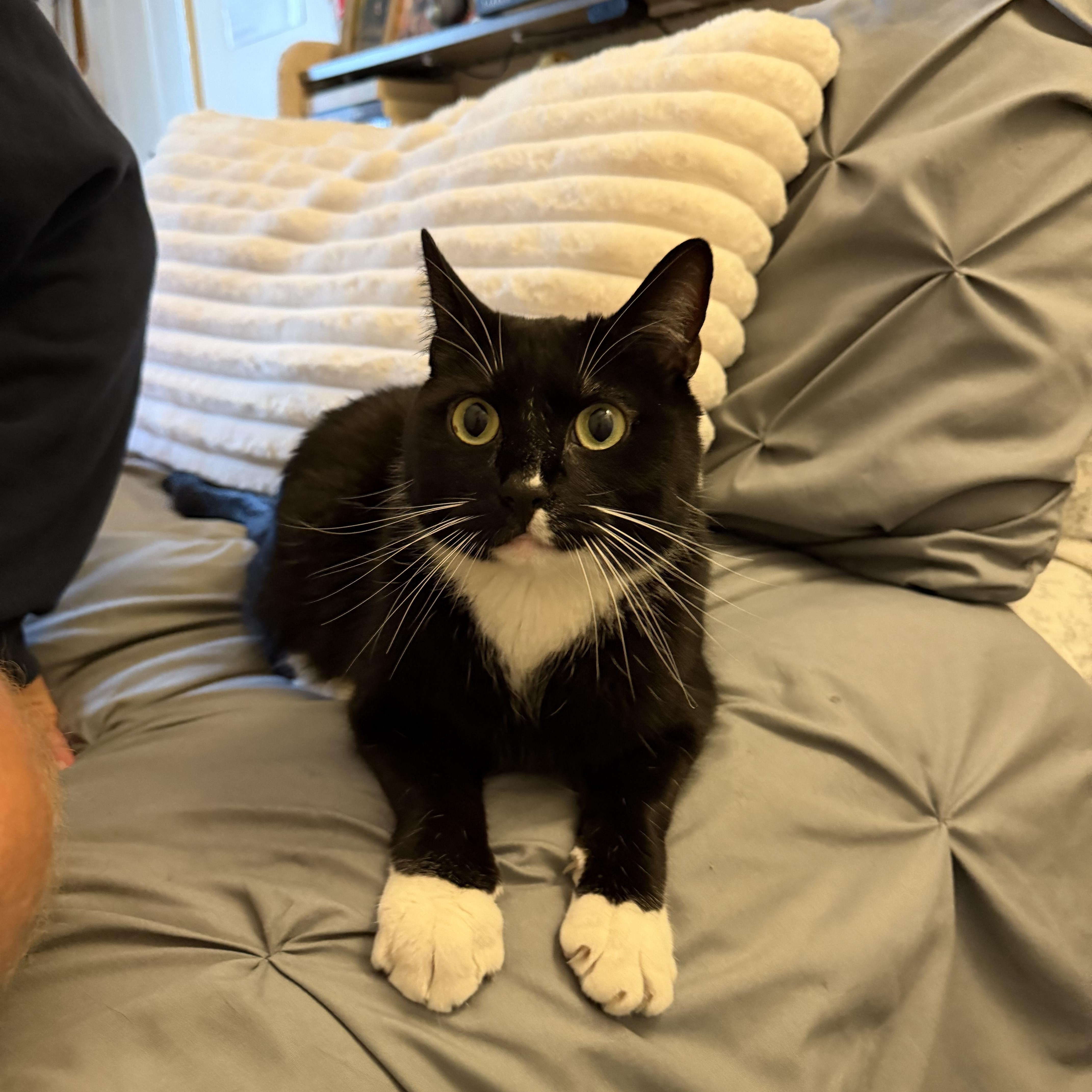 Thomas, a ADOPTABLE Tuxedo in Medford, MA image 2/6