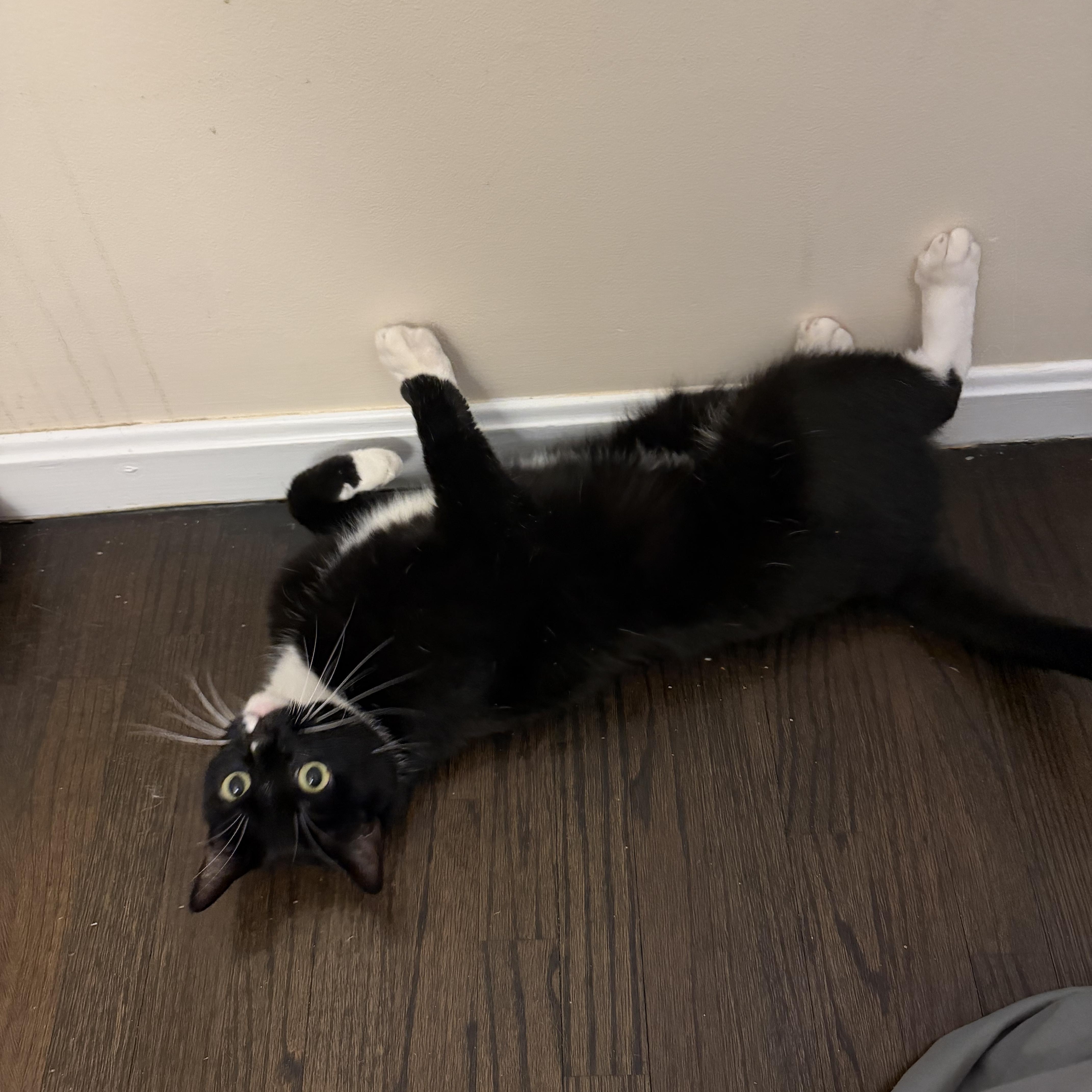 Thomas, a ADOPTABLE Tuxedo in Medford, MA image 3/6