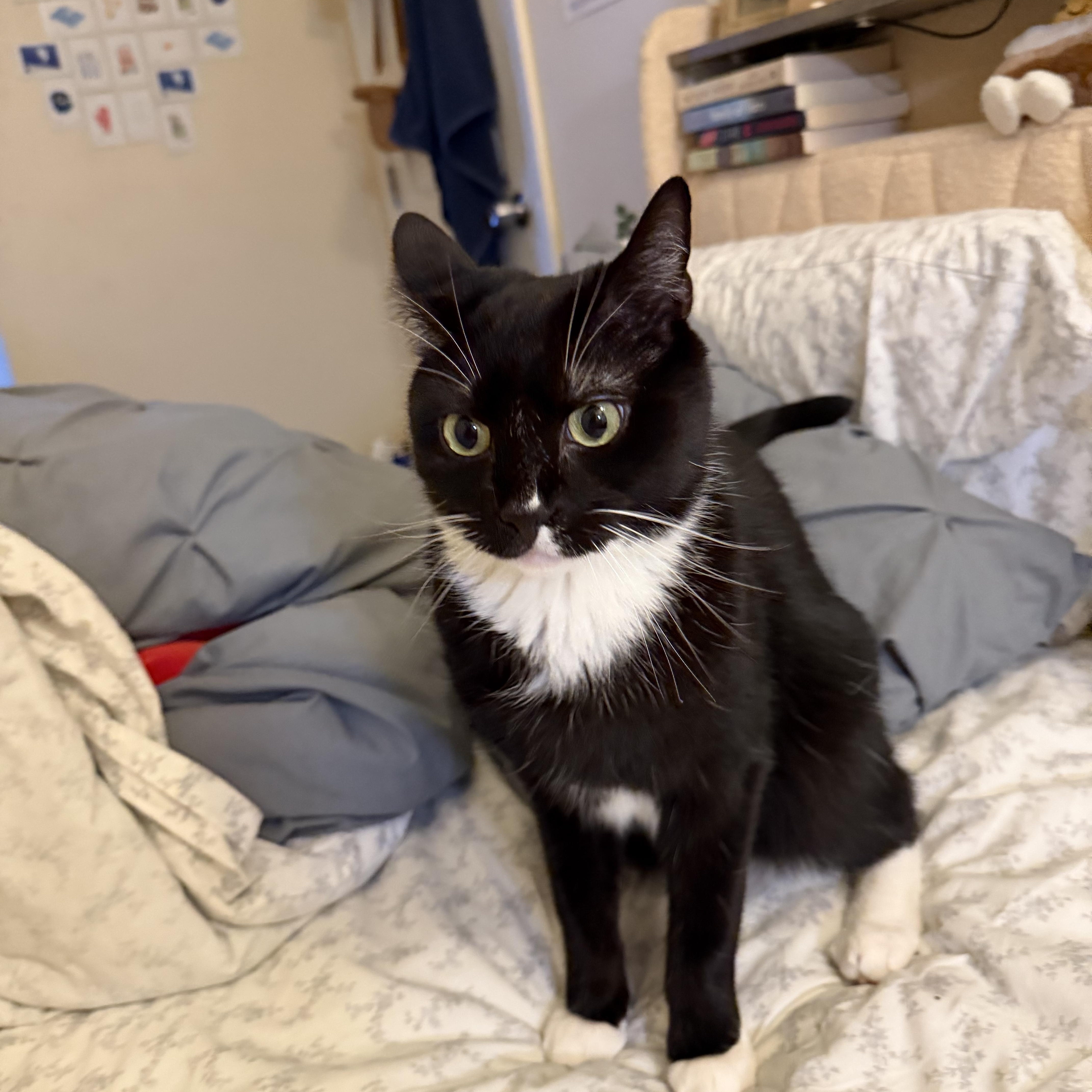 Thomas, a ADOPTABLE Tuxedo in Medford, MA image 4/6