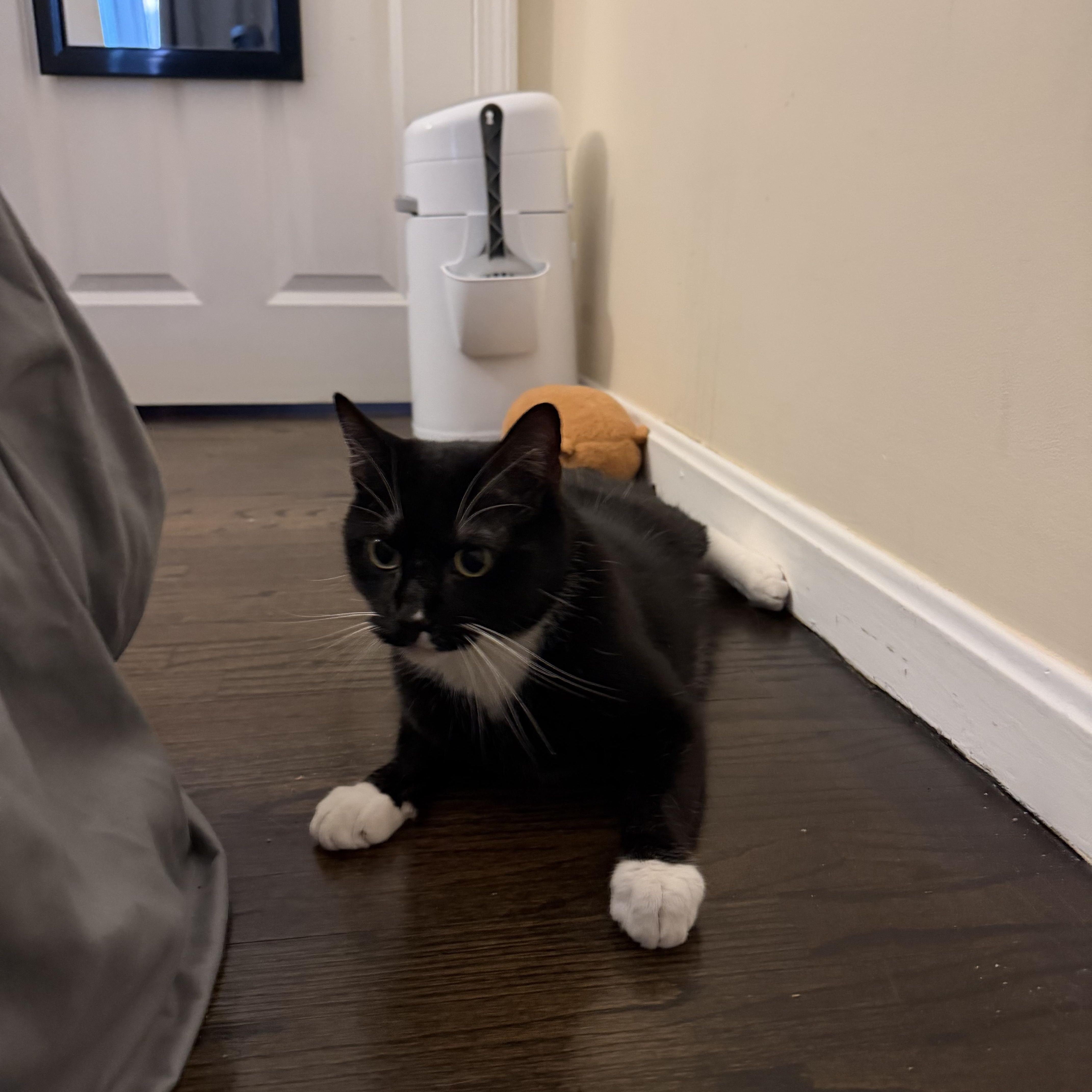 Thomas, a ADOPTABLE Tuxedo in Medford, MA image 6/6