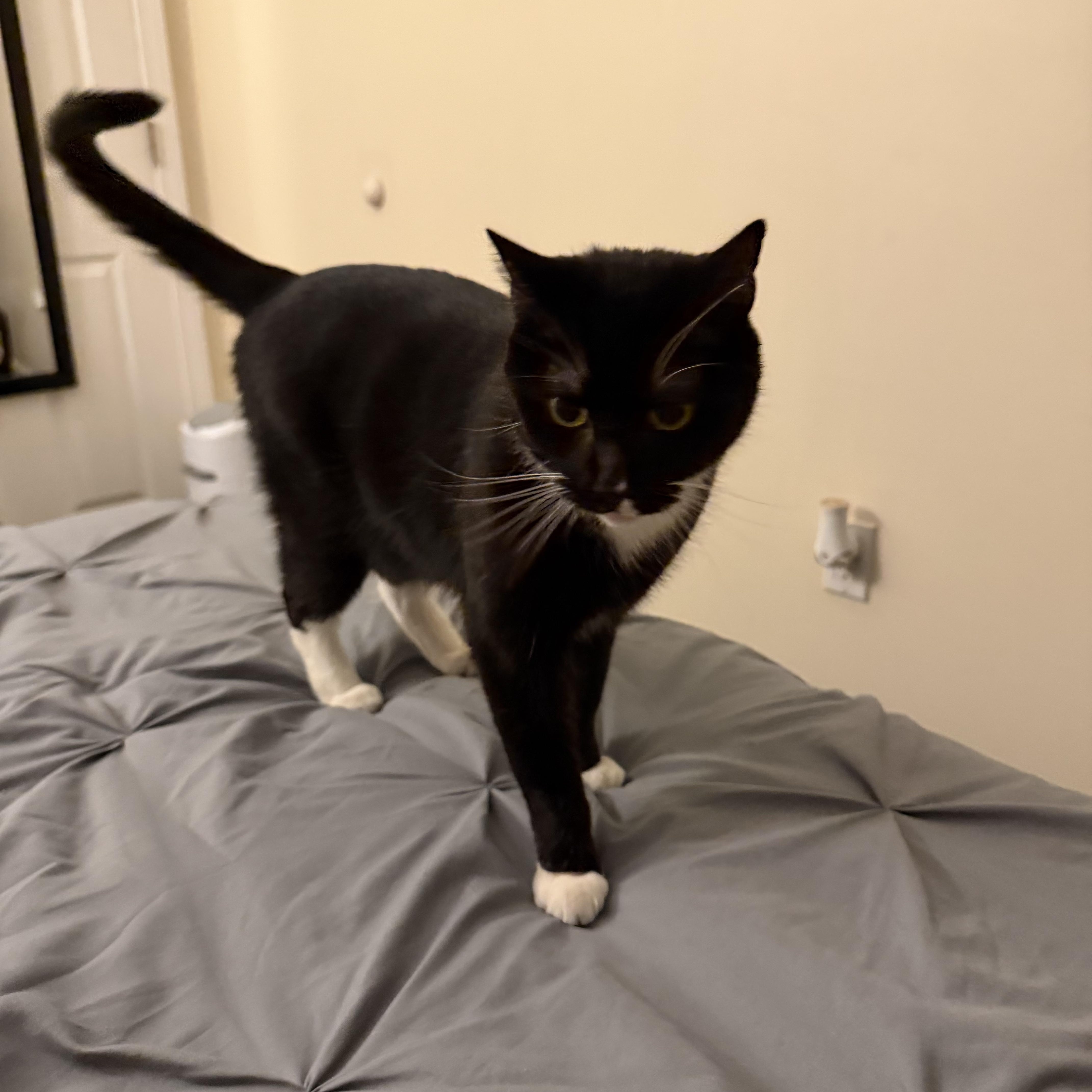 Thomas, a ADOPTABLE Tuxedo in Medford, MA image 5/6
