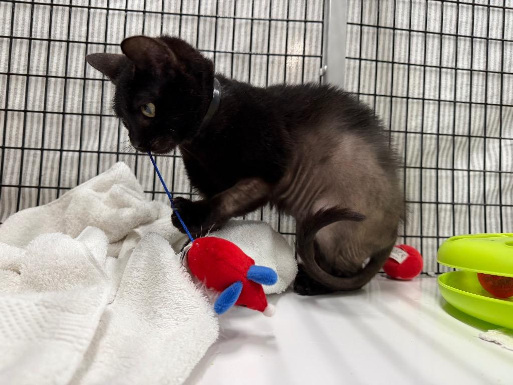 Dobby, Adoptable, Young Female Domestic Short Hair.