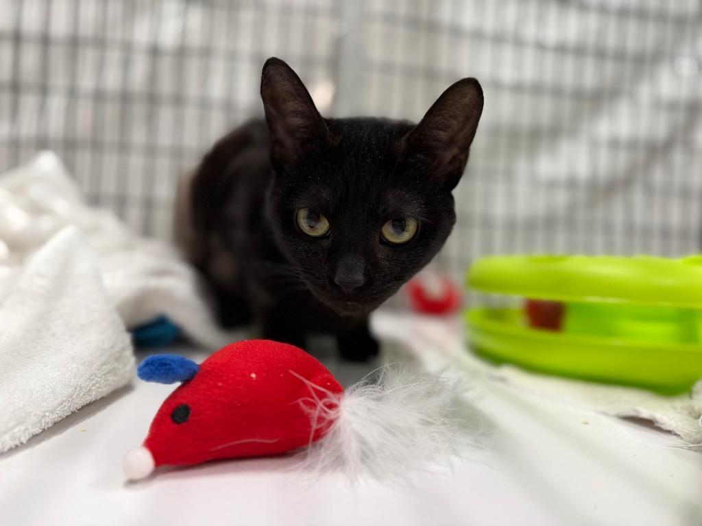 Enlarge Dobby, a Adoptable mixed breed in Raleigh, NC image 2/3