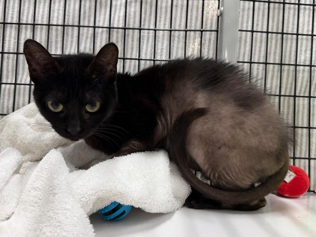 Enlarge Dobby, a Adoptable mixed breed in Raleigh, NC image 3/3