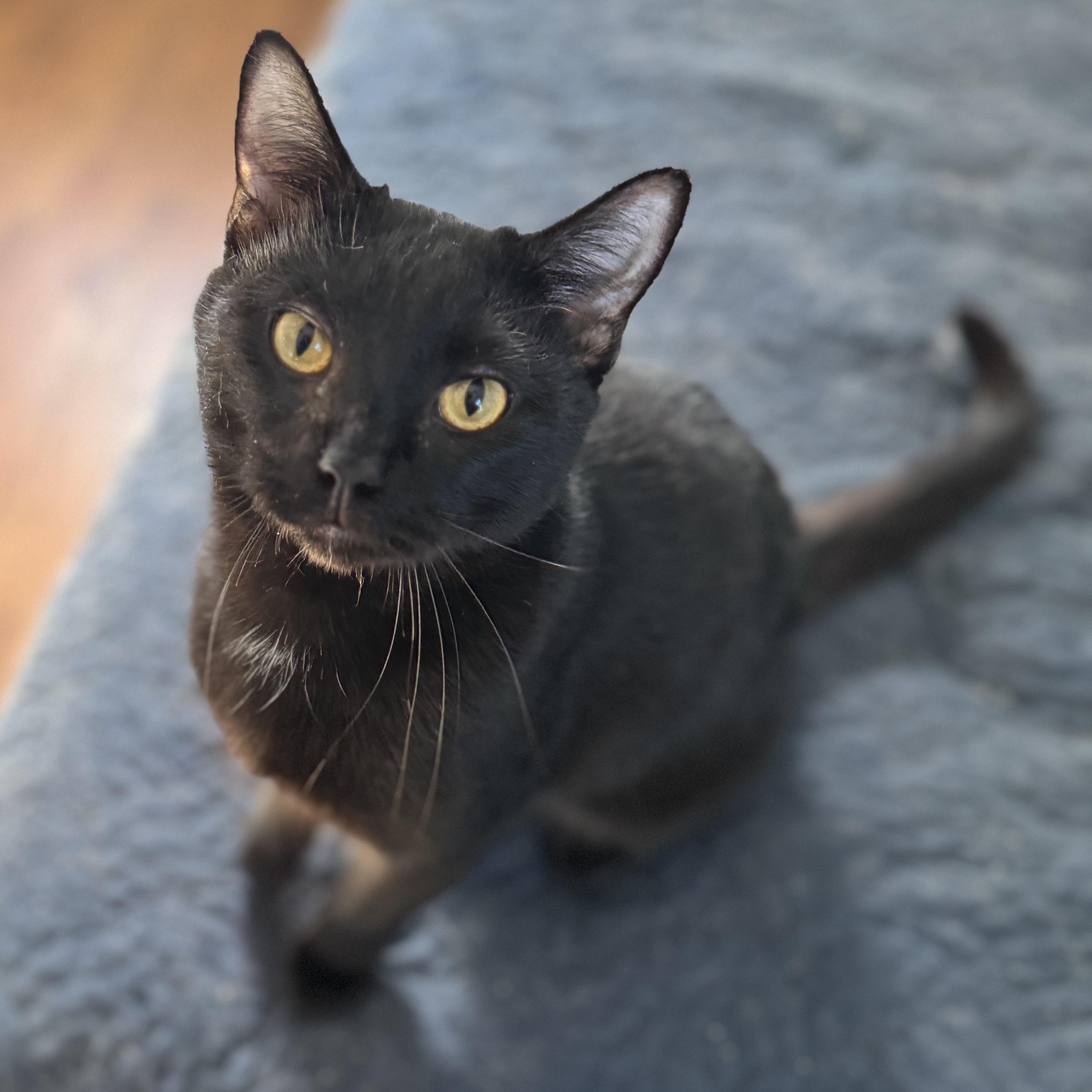 Enlarge Boyd, a Adoptable Domestic Short Hair in Norwalk, CT image 1/1